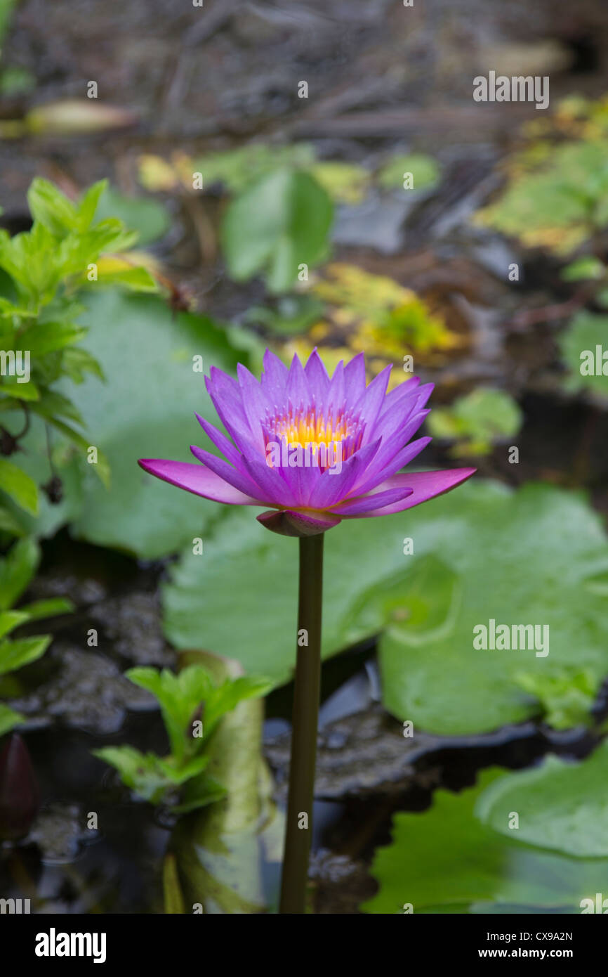 Water Lily, le blue star ou le lotus bleu, Nymphaea stellata, la fleur nationale du Sri Lanka Banque D'Images