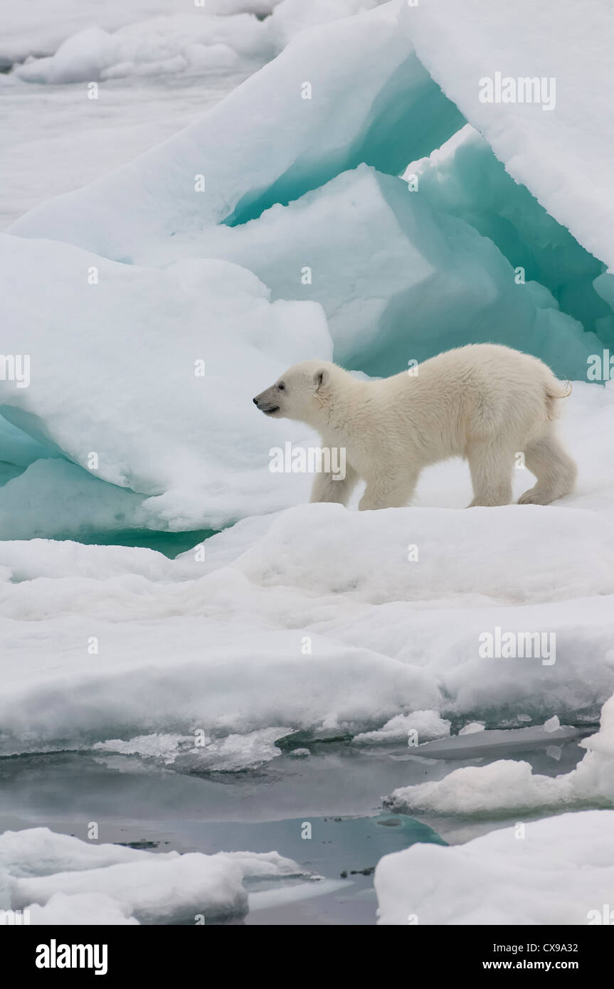 L'ours polaire (Ursus maritimus) cub marcher sur la banquise, archipel du Svalbard, mer de Barents, Norvège Banque D'Images