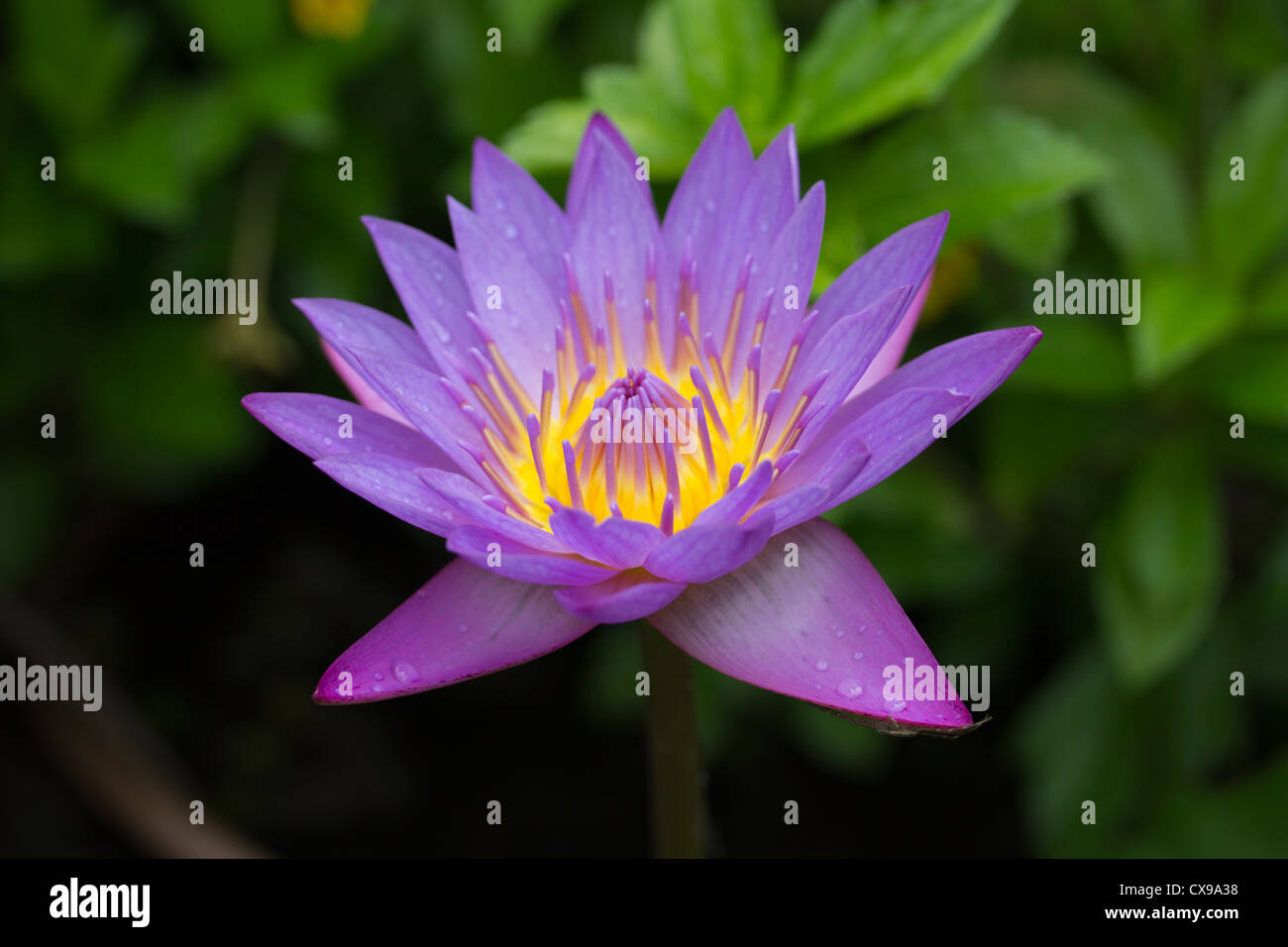 Nénuphar, lotus bleu ou blue star, Nymphaea stellata, la fleur nationale du Sri Lanka Banque D'Images