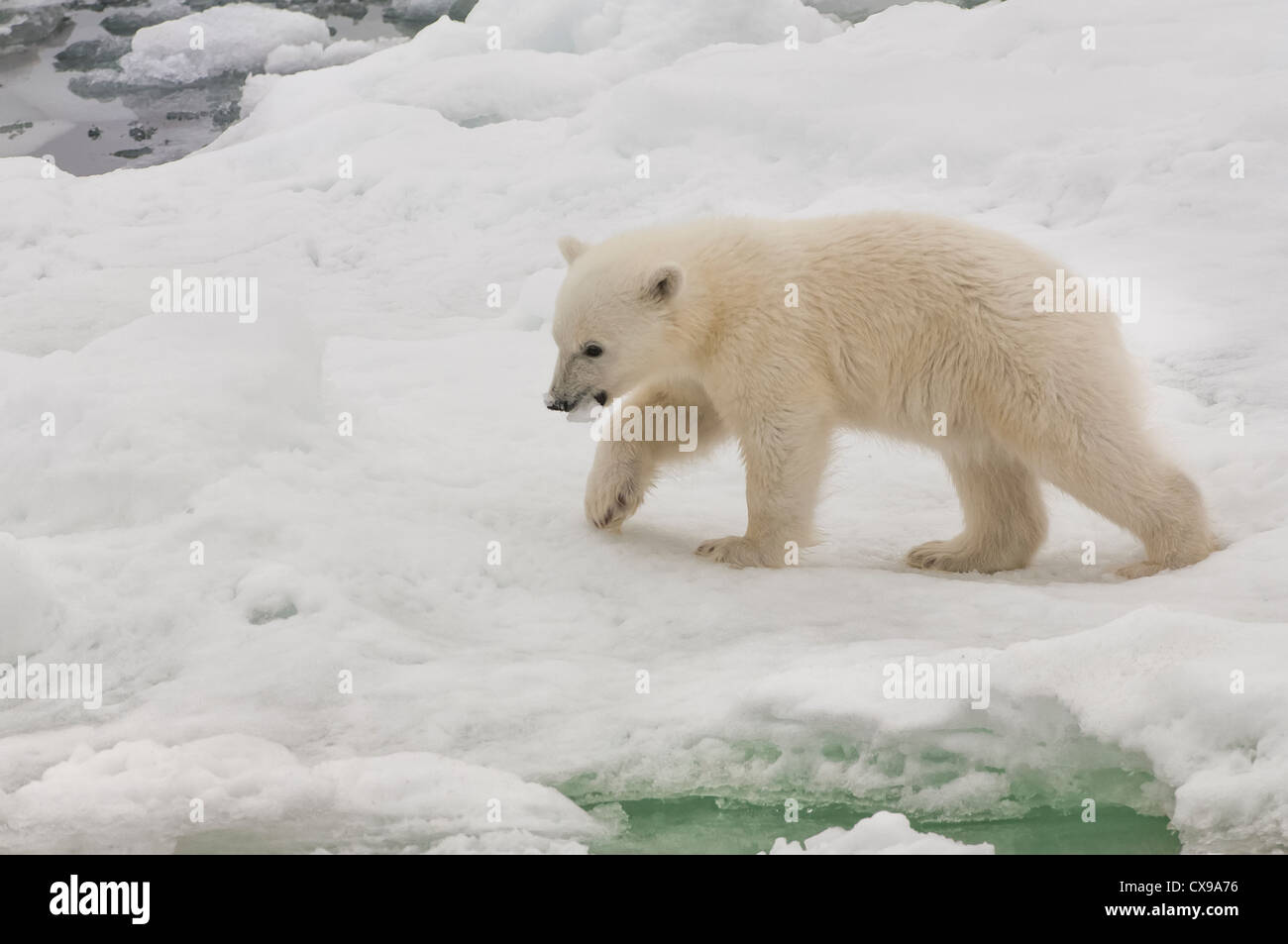 L'ours polaire (Ursus maritimus) cub portant un morceau de glace, l'archipel du Svalbard, mer de Barents, Norvège Banque D'Images