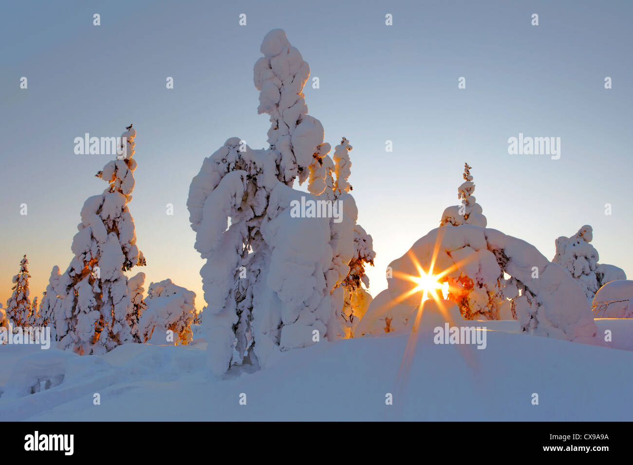 Arbres couverts de neige au coucher du soleil à Yllas, Finlande. Banque D'Images