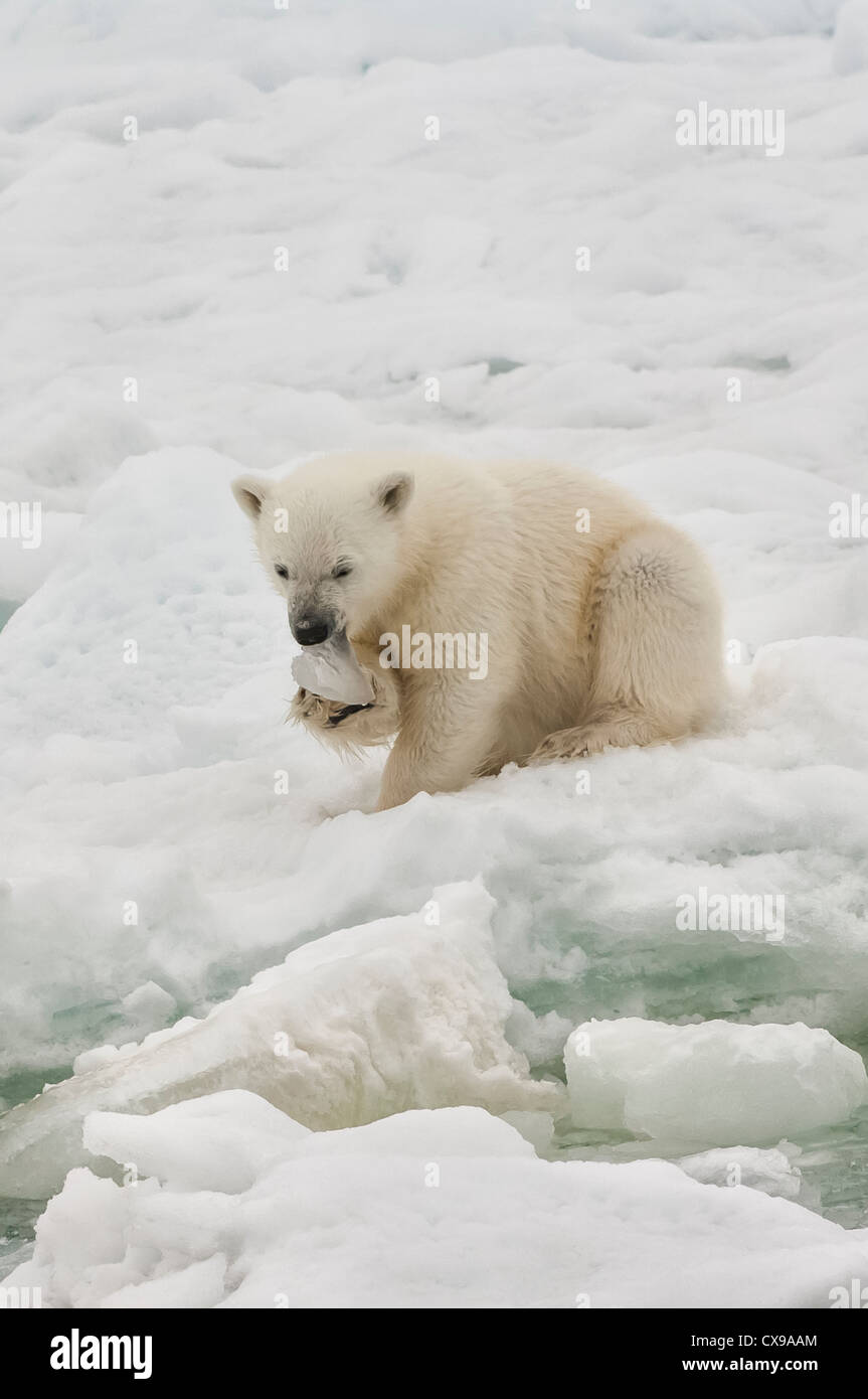 Ourson polaire (Ursus maritimus) avec un morceau de glace dans sa bouche, l'archipel du Svalbard, mer de Barents, Norvège Banque D'Images