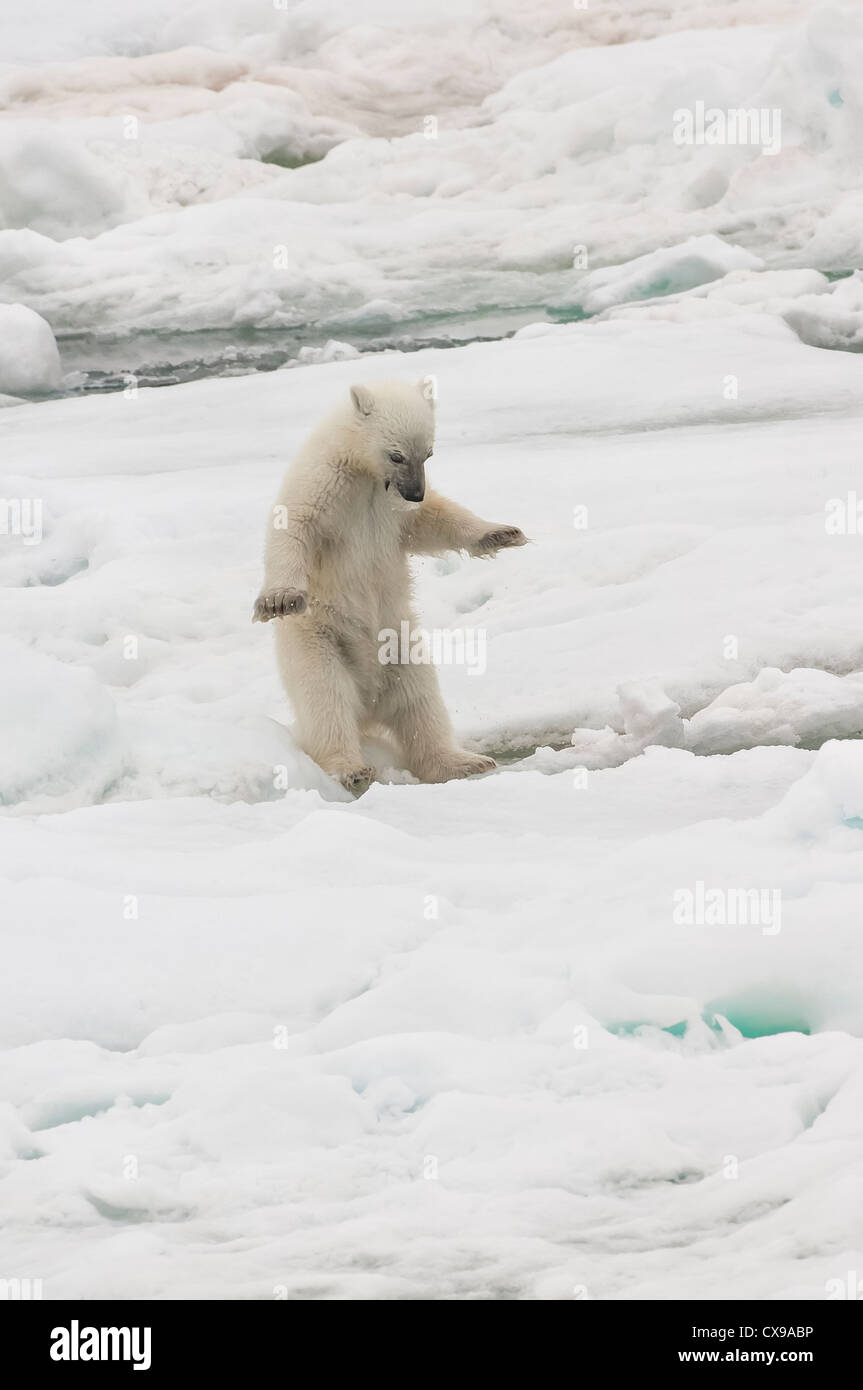 L'ours polaire (Ursus maritimus) cub jouant avec un morceau de glace sur la banquise, l'archipel du Svalbard, mer de Barents, Norvège Banque D'Images