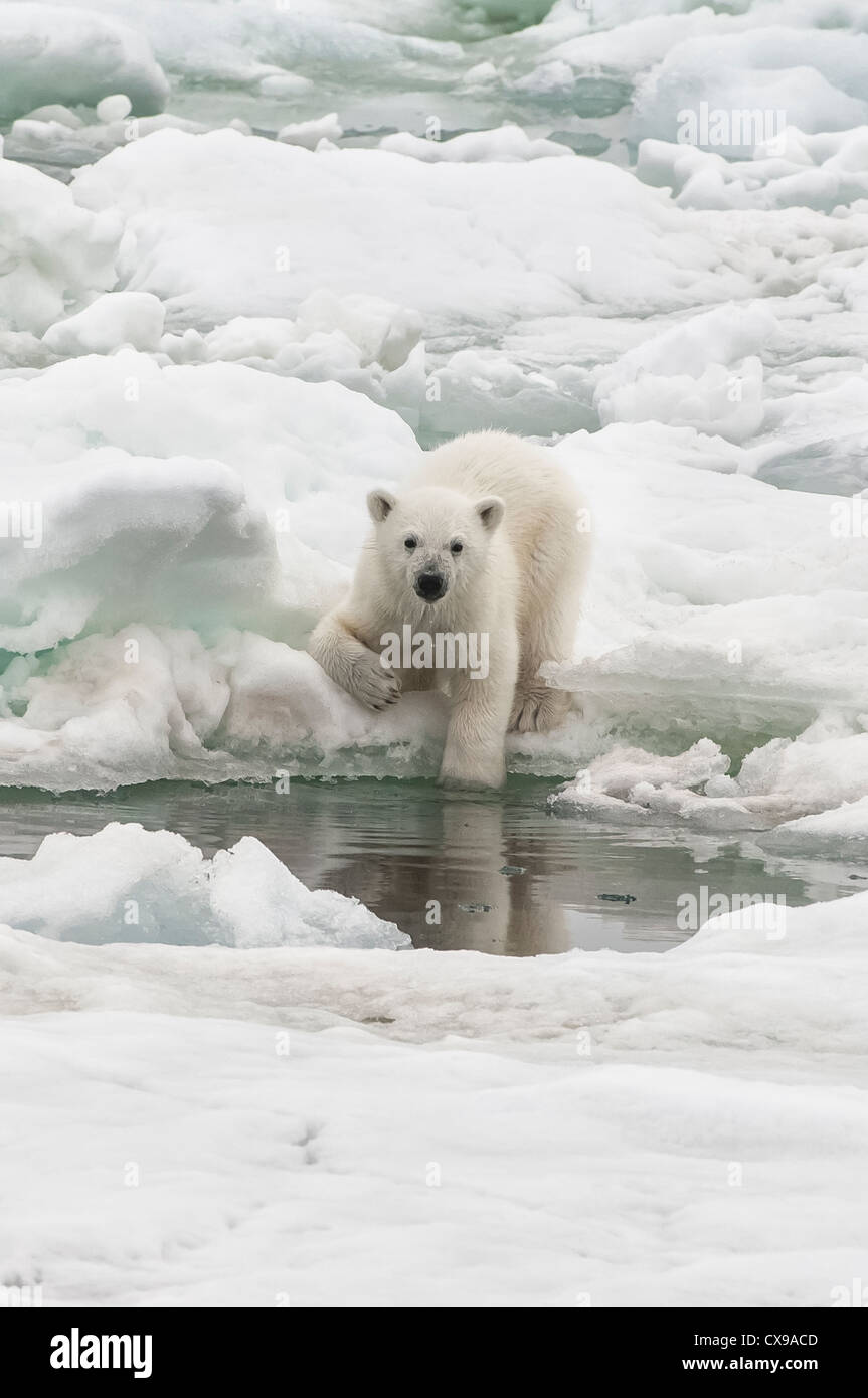 L'ours polaire (Ursus maritimus) cub à son image dans l'eau, l'archipel du Svalbard, mer de Barents, Norvège Banque D'Images