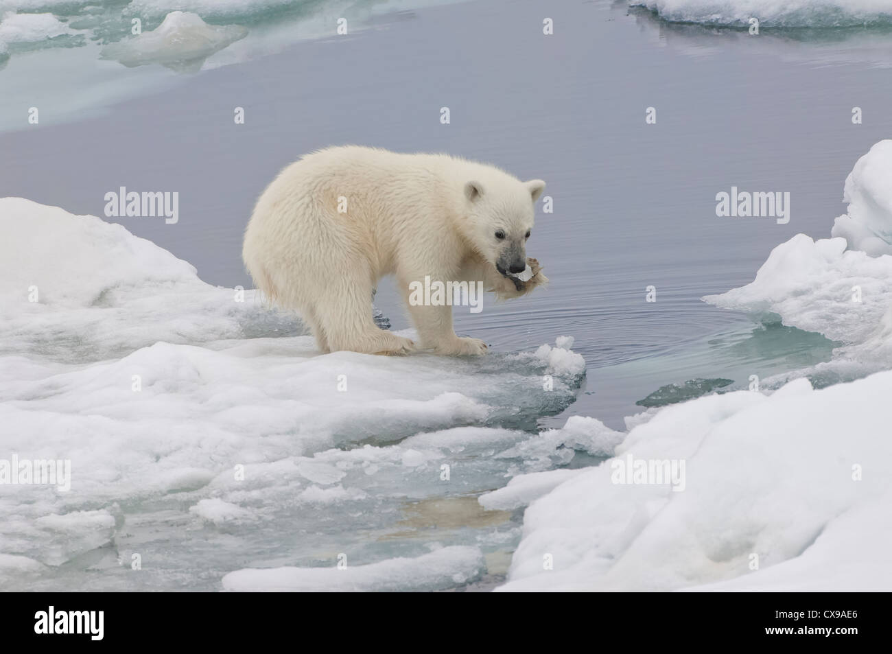 L'ours polaire (Ursus maritimus) cub jouant avec un morceau de glace, l'archipel du Svalbard, mer de Barents, Norvège Banque D'Images