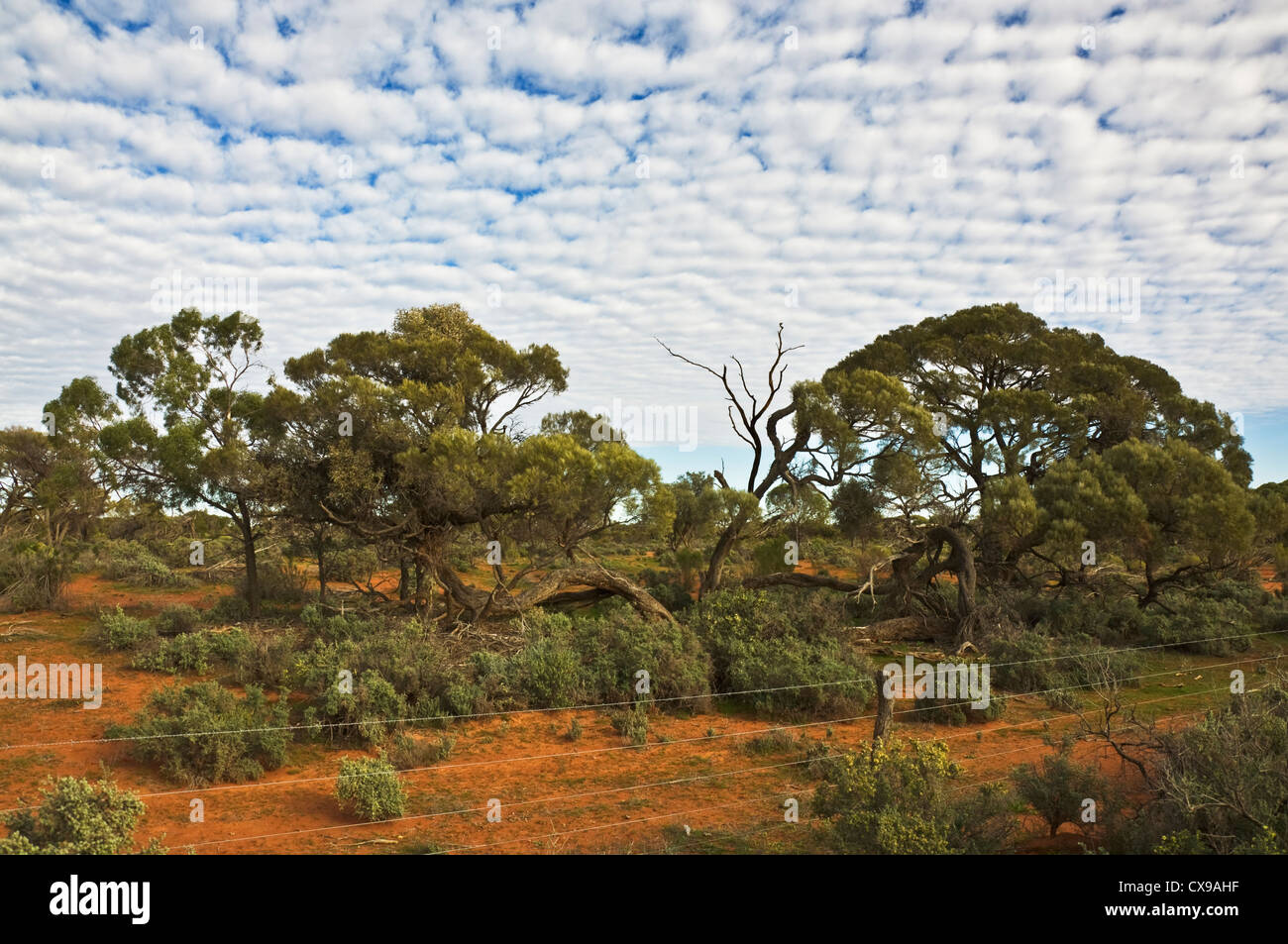 Le centre rouge dans l'outback australien Banque D'Images