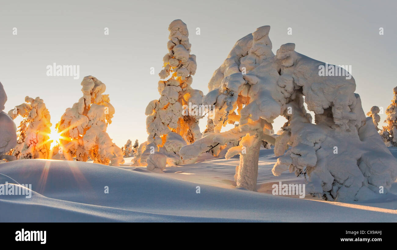 Arbres couverts de neige au coucher du soleil en Laponie Yllas, Finlande. Banque D'Images