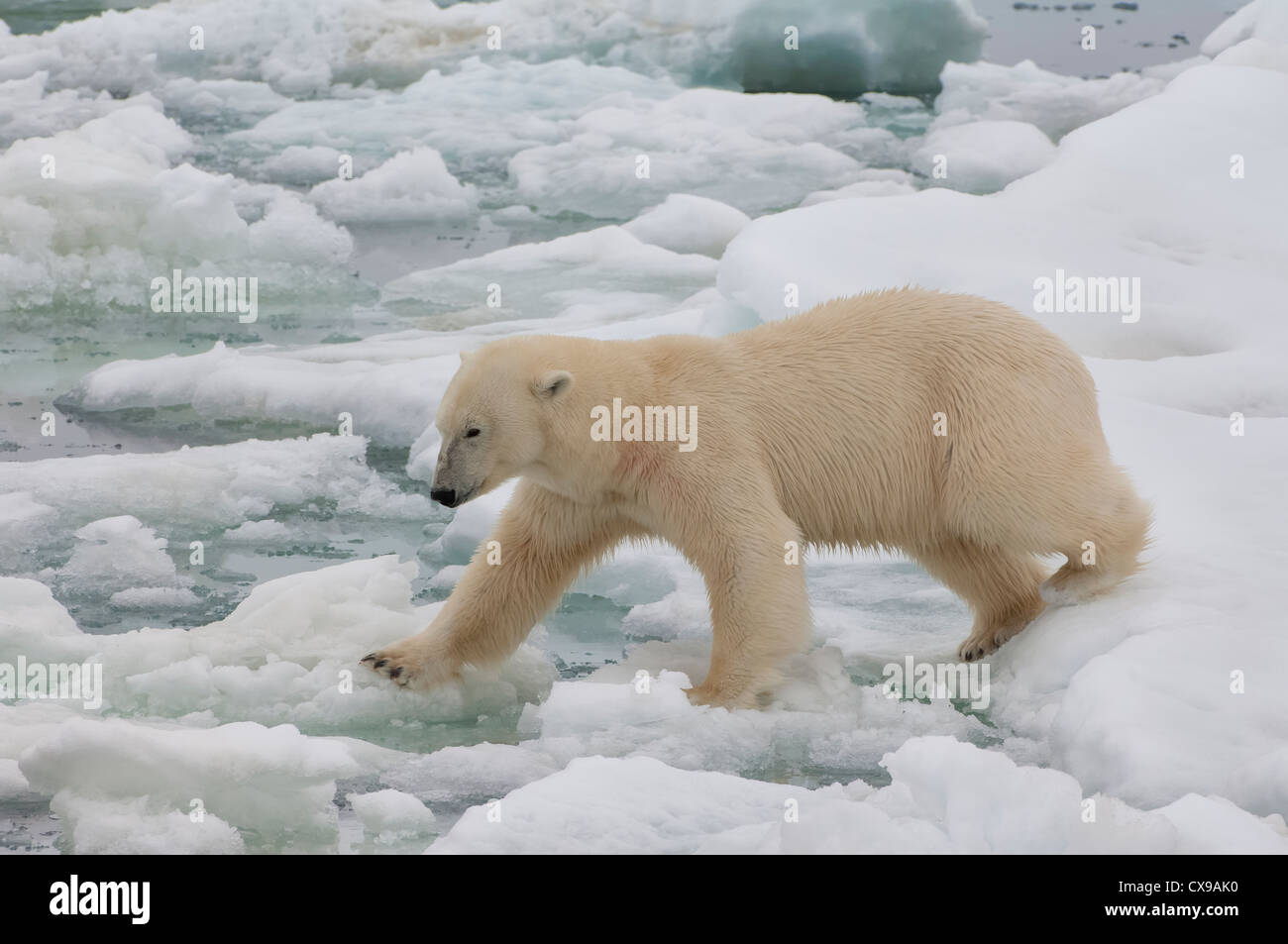 Femme ours polaire (Ursus maritimus), archipel du Svalbard, mer de Barents, Norvège Banque D'Images