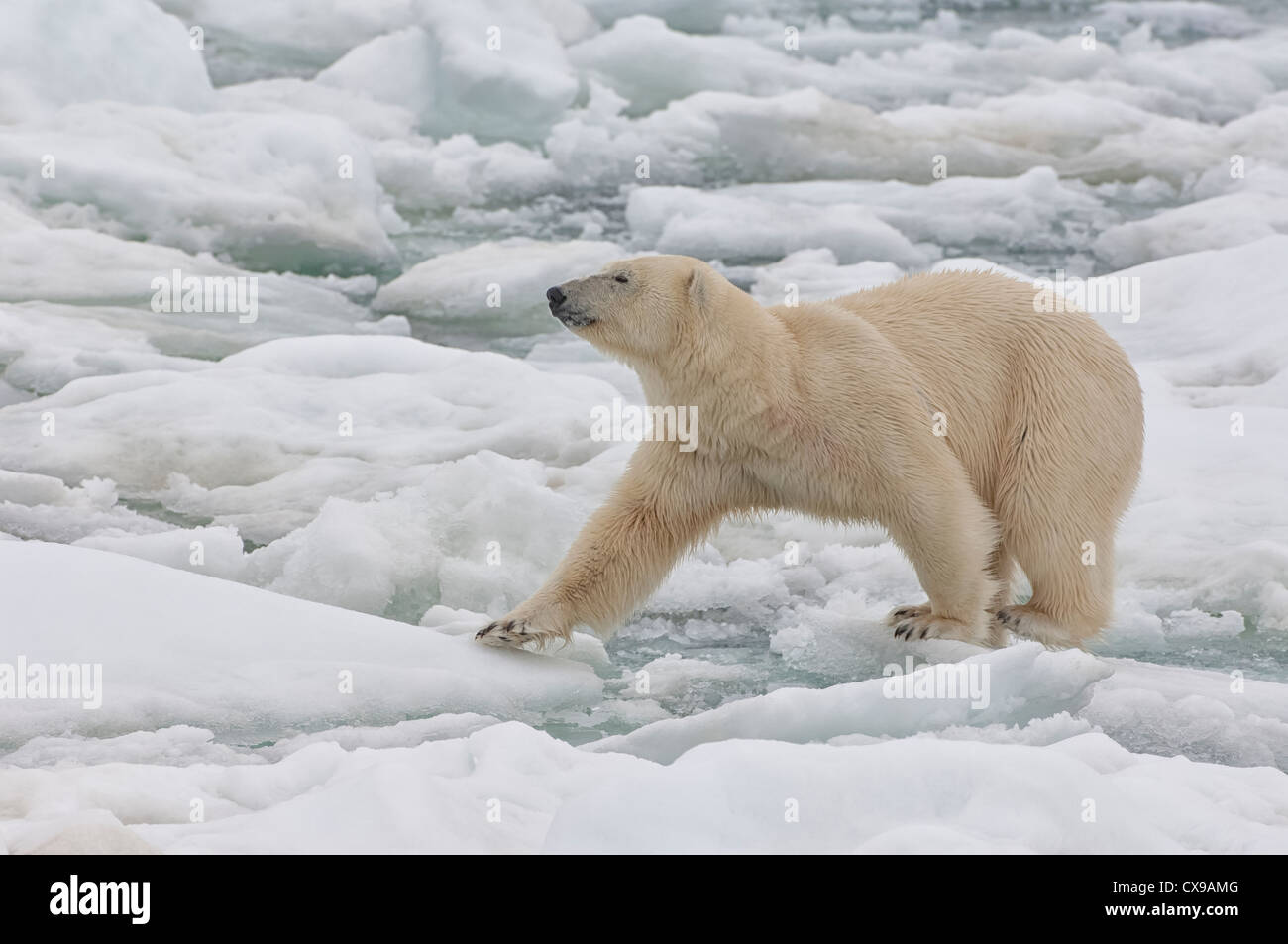 Femme ours polaire (Ursus maritimus), archipel du Svalbard, mer de Barents, Norvège Banque D'Images