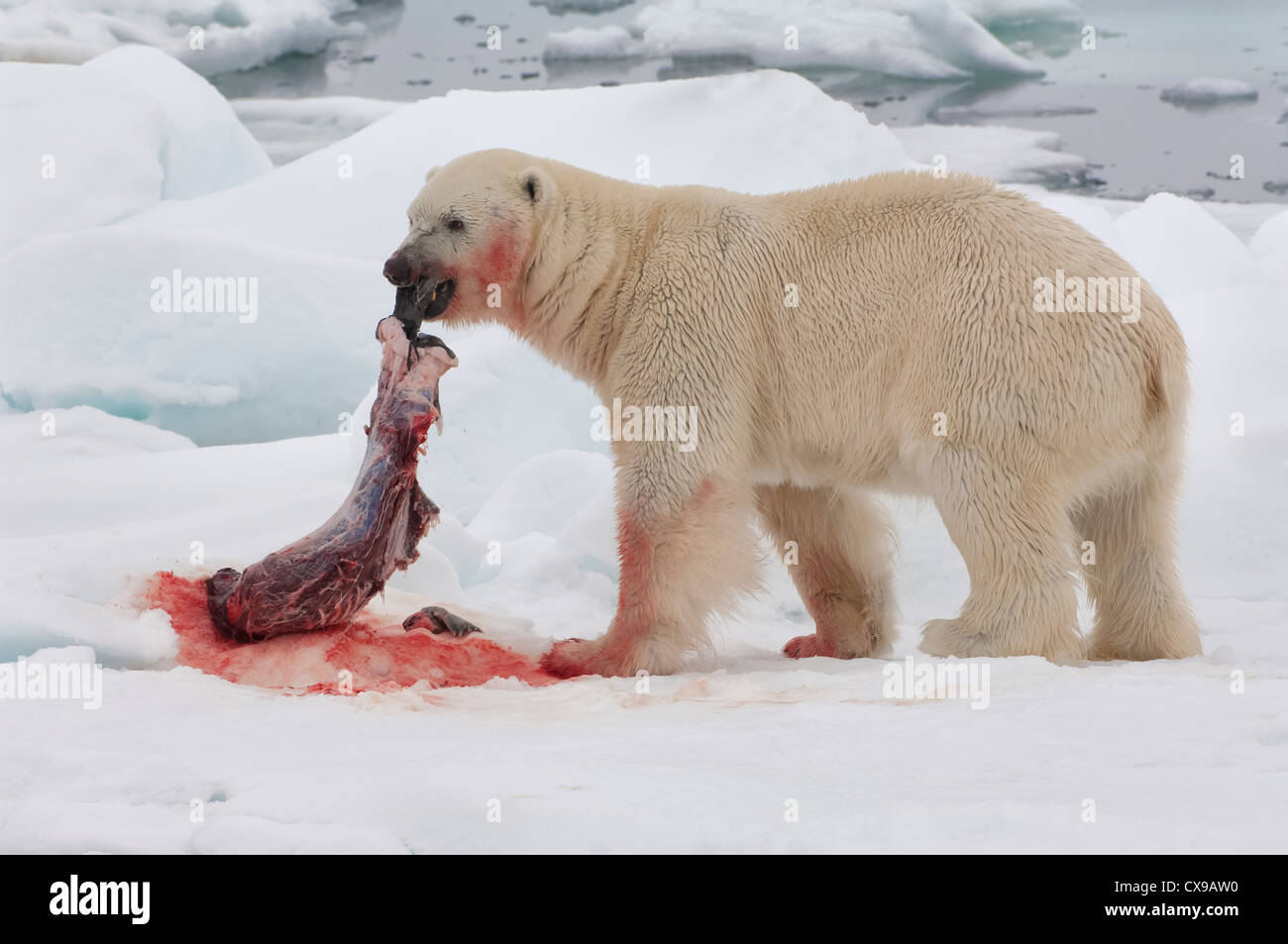 Chasse aux ours polaires Banque de photographies et d'images à haute  résolution - Alamy
