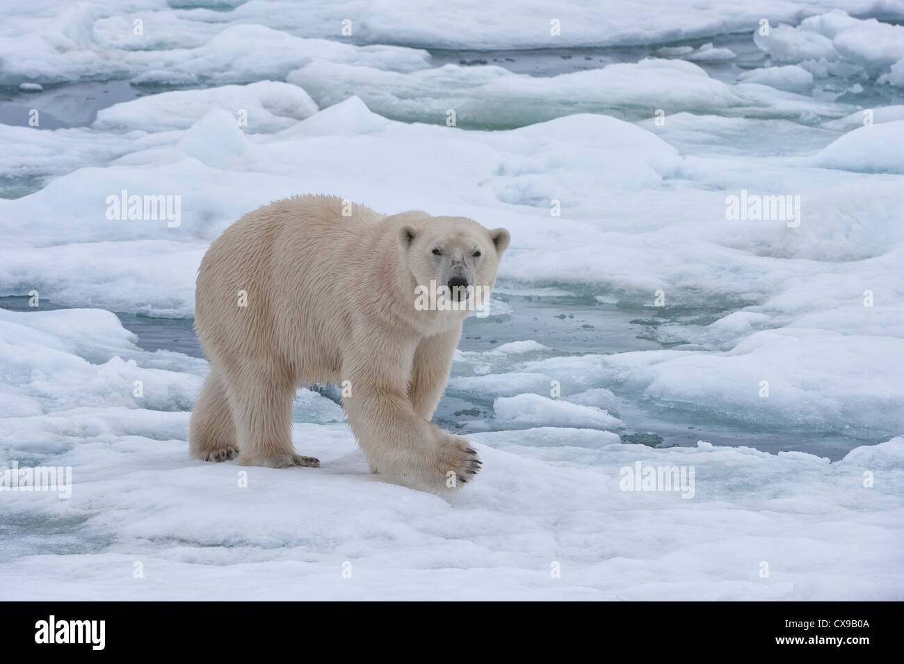 Femme ours polaire (Ursus maritimus) sur la banquise, l'archipel du Svalbard, mer de Barents, Norvège Banque D'Images