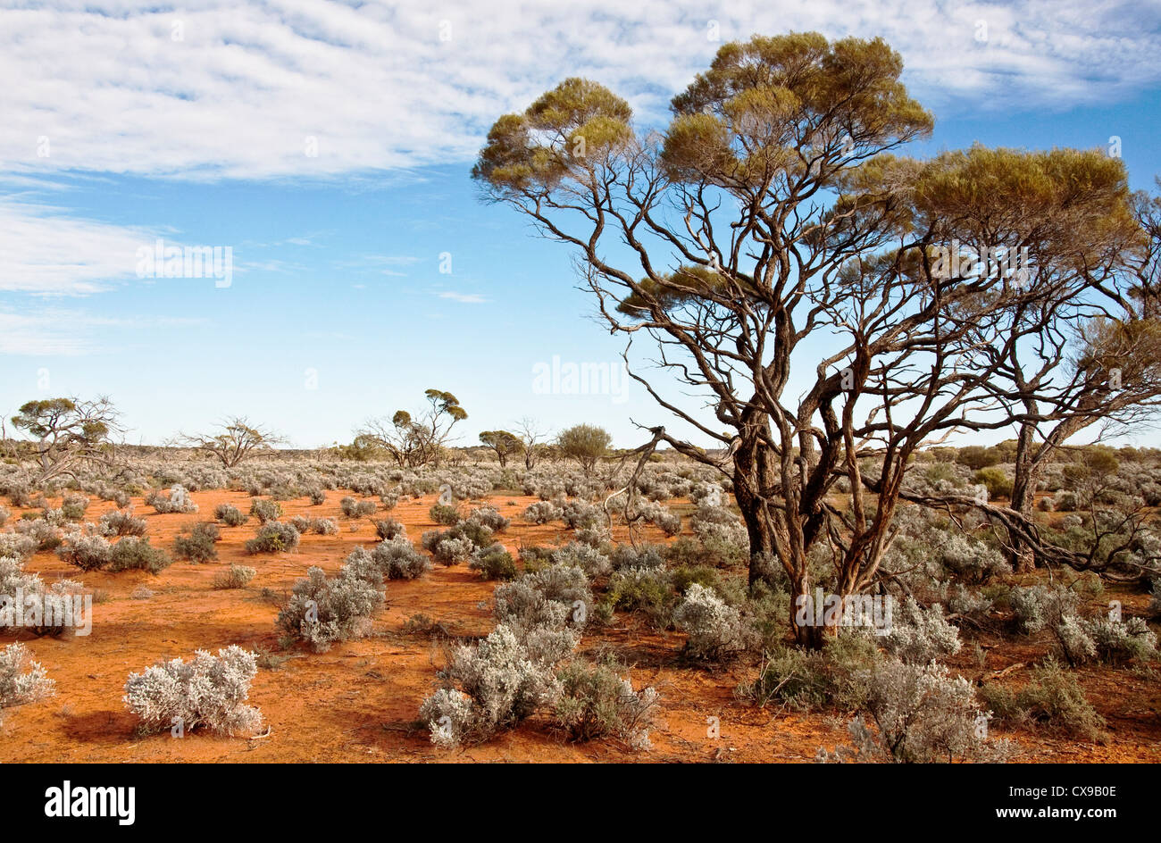Le centre rouge dans l'outback australien Banque D'Images