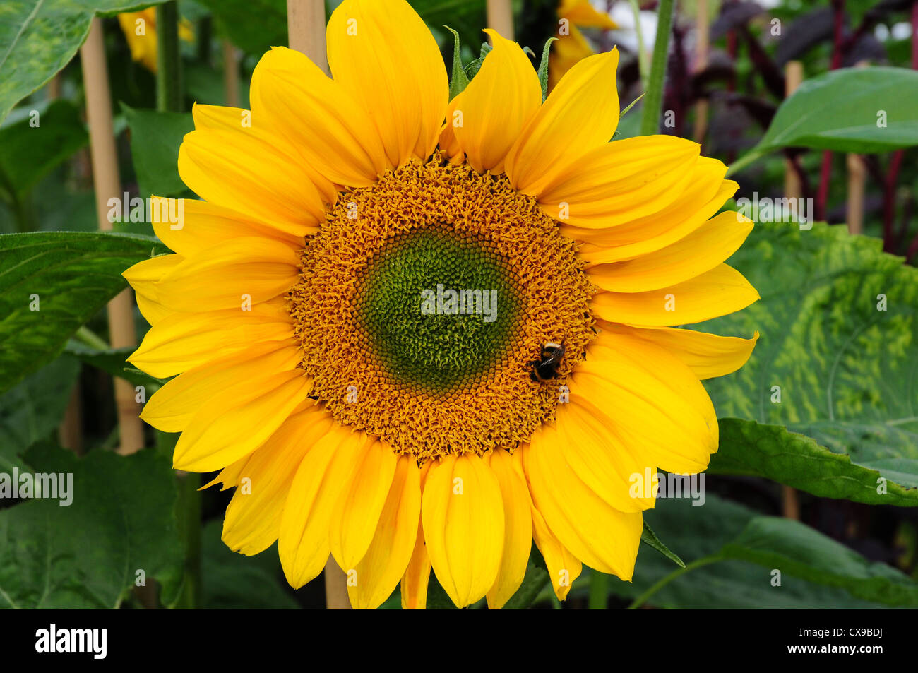 Coeur vert de tournesol et bourdon Bombus terrestris. Banque D'Images