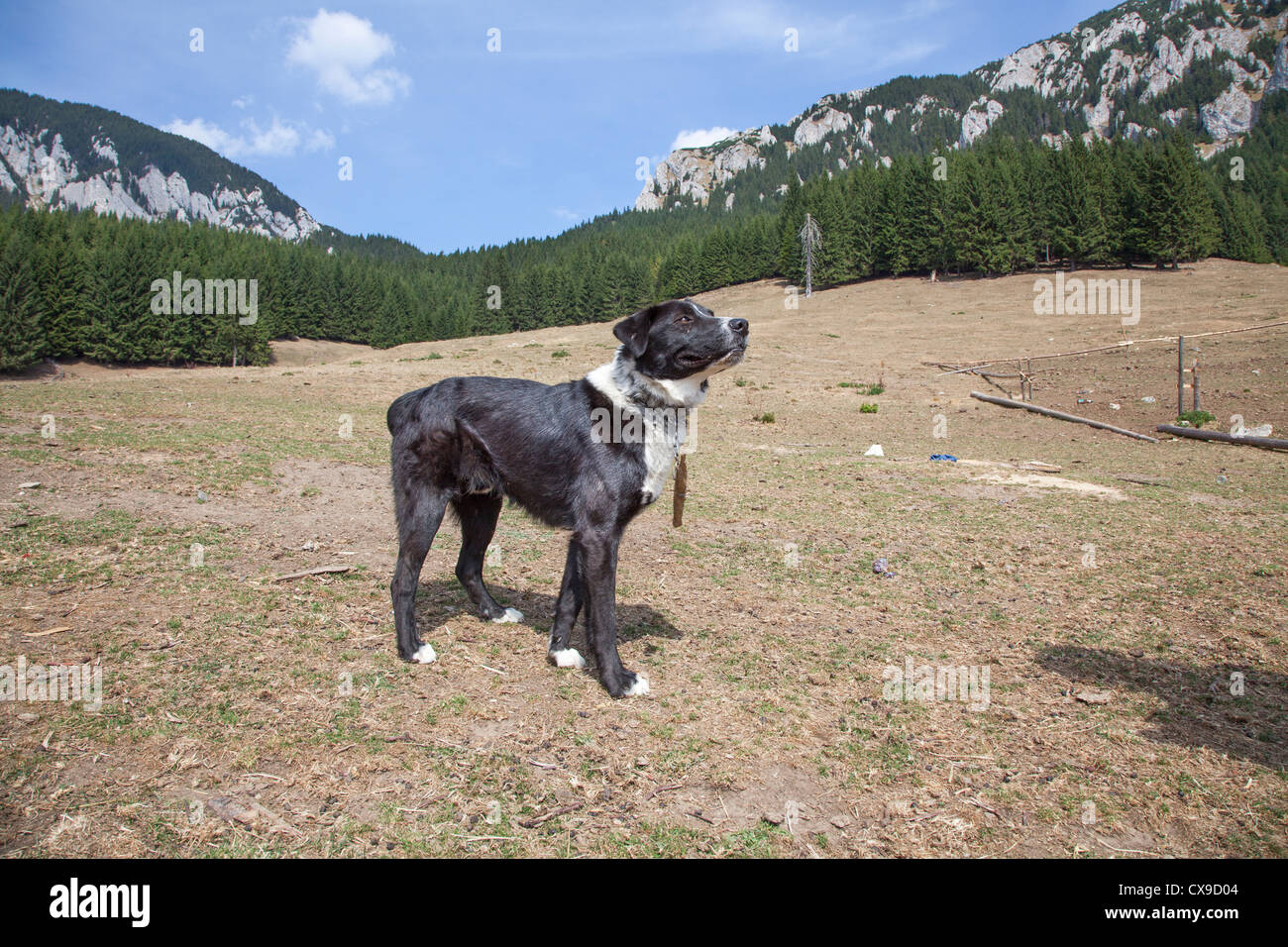 Les Montagnes Piatra Craiului Centre De La Roumanie Chien