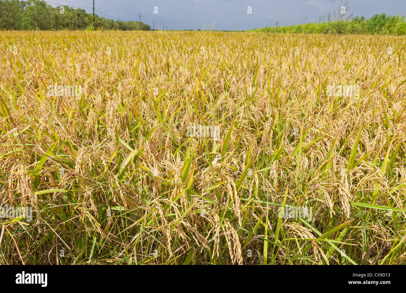 Champ de riz prêts à être récoltés dans le sud de la Louisiane Banque D'Images