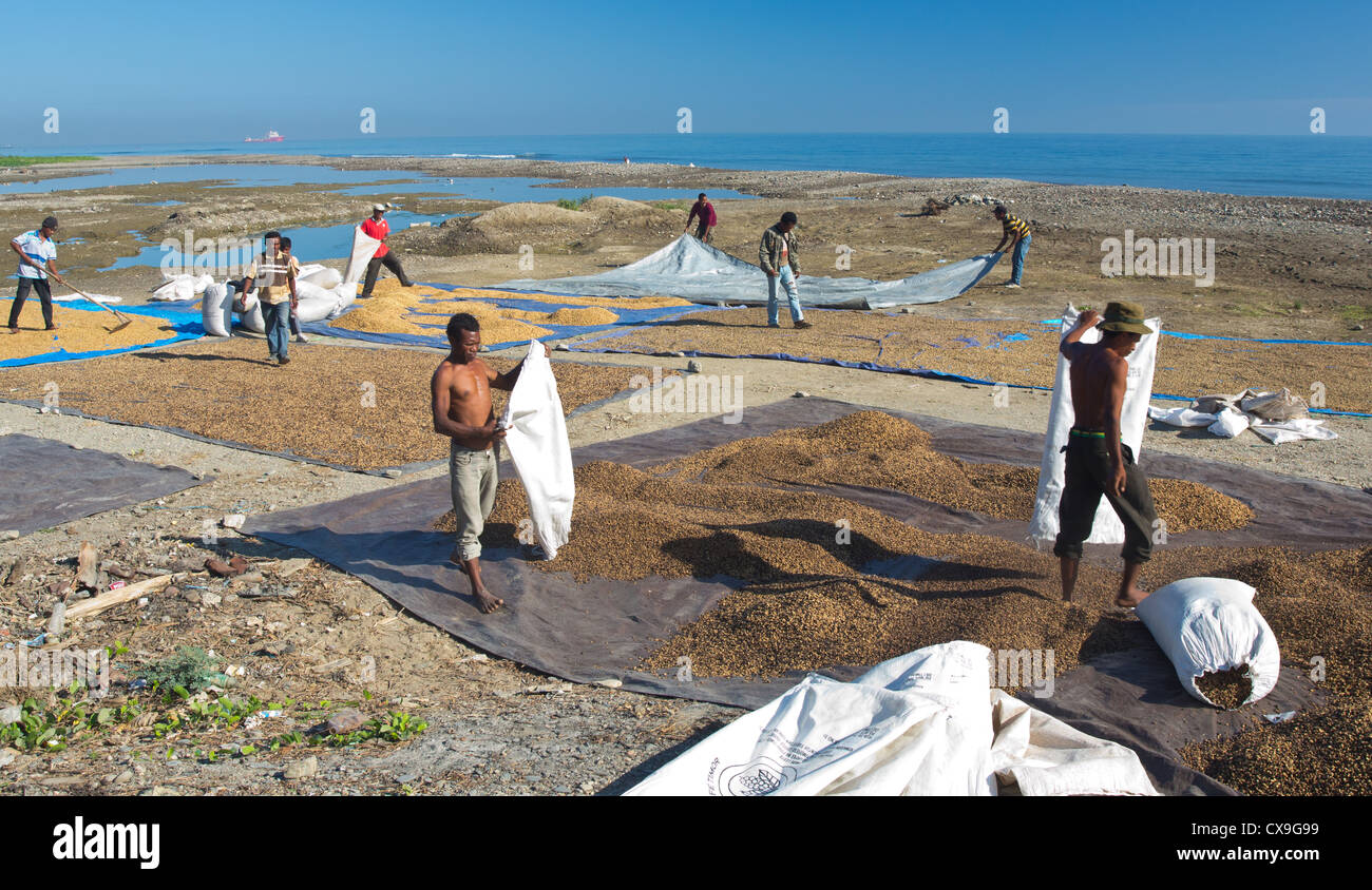 Les hommes vident des sacs de grains de café sur une plage pour les sécher, Dili, Timor Oriental Banque D'Images