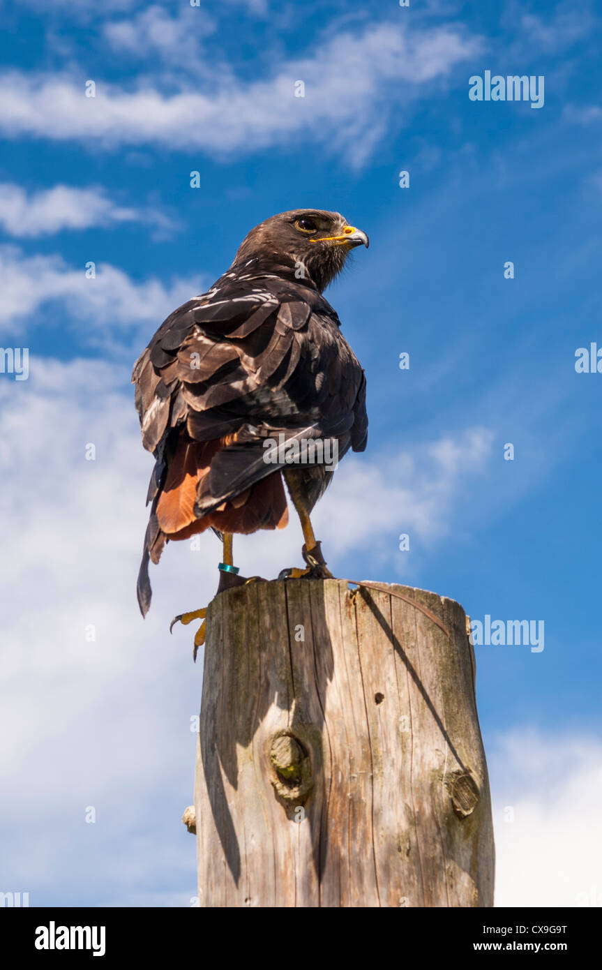 Une captive buse Rounoir ( Buteo rufofuscus ) au Royaume-Uni Banque D'Images
