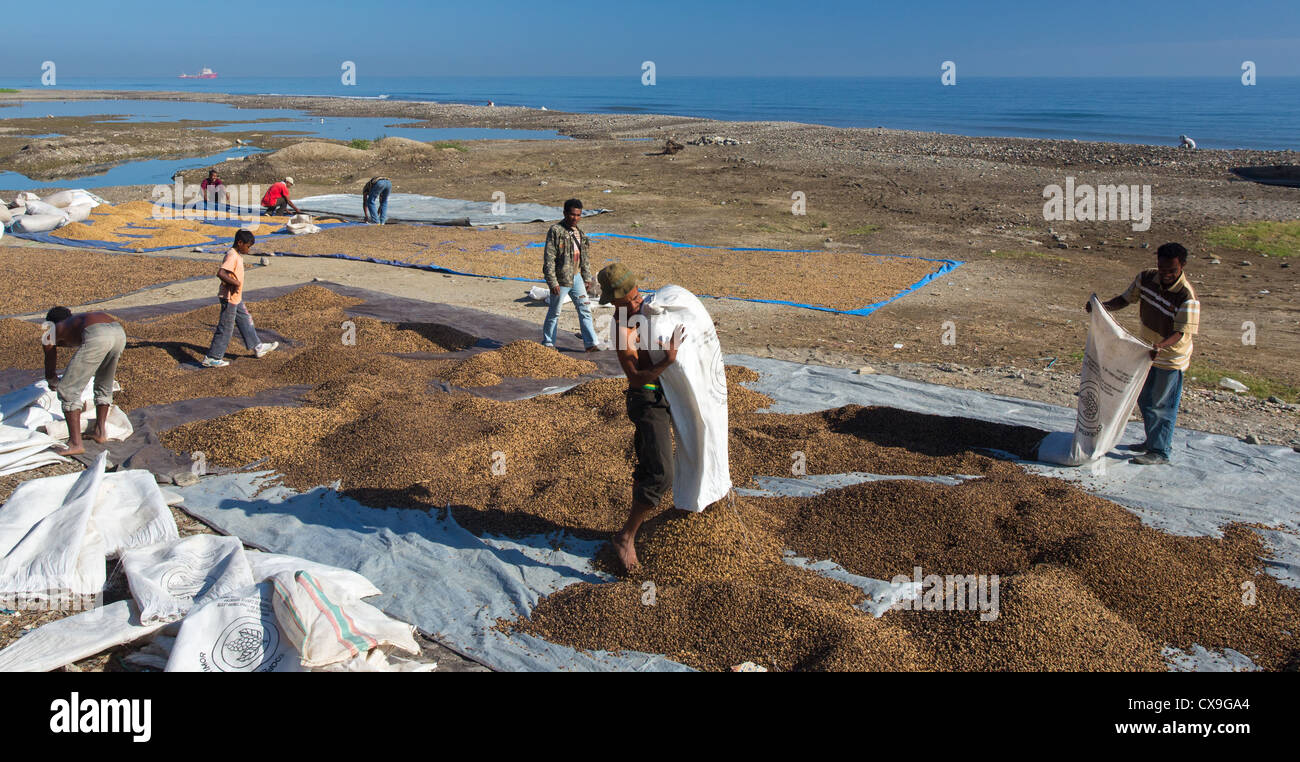 Les hommes vident des sacs de grains de café sur une plage pour les sécher, Dili, Timor Oriental Banque D'Images