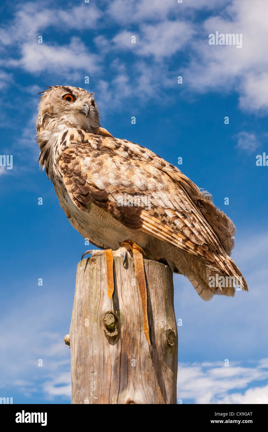 Un turkmène en captivité Eagle Owl Bubo bubo ( turkomanus ) au Royaume-Uni Banque D'Images