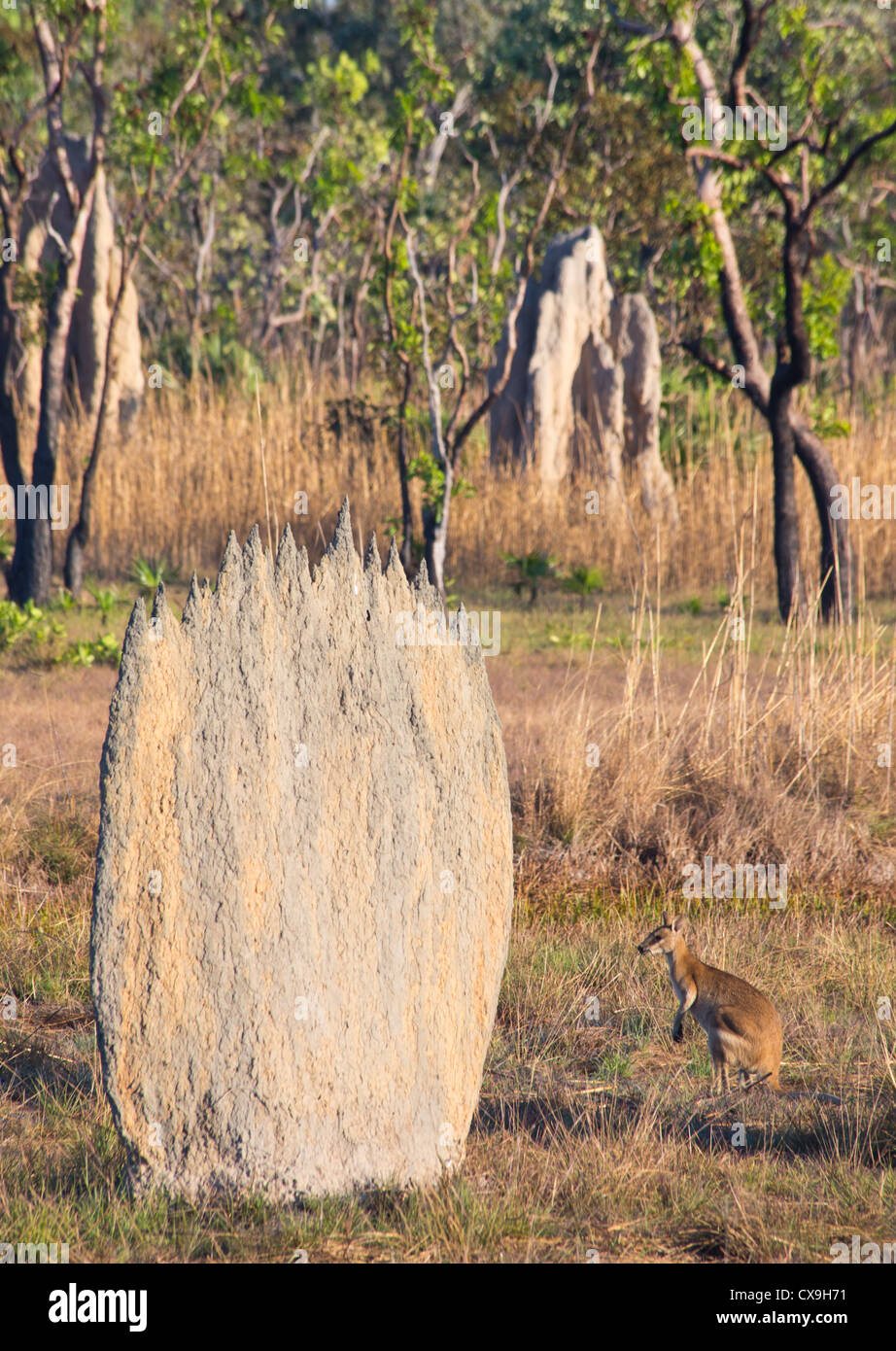 Wallaby à cou rouge, Macropus rufogriseus, près d'une termitière magnétique, Litchfield National Park, Territoire du Nord Banque D'Images