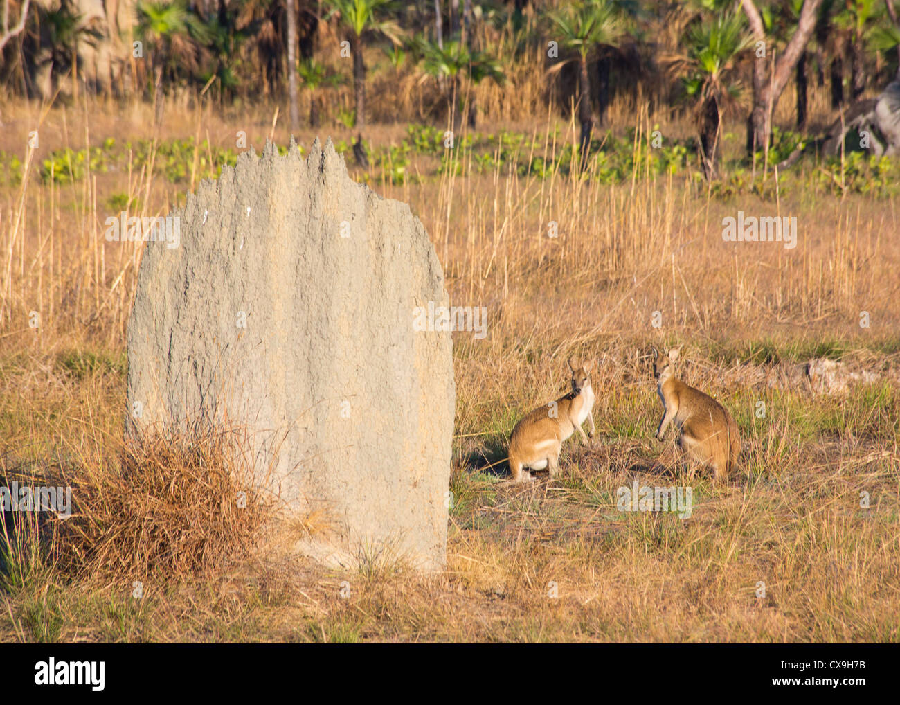 Les Wallabies à col rouge, Macropus rufogriseus, près d'une termitière magnétique, Litchfield National Park, Territoire du Nord Banque D'Images