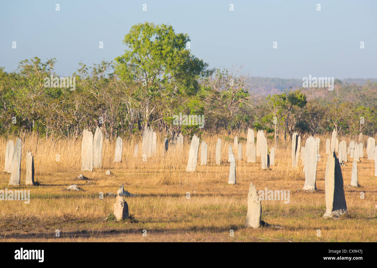 Termitières magnétiques, Litchfield National Park, Territoire du Nord Banque D'Images