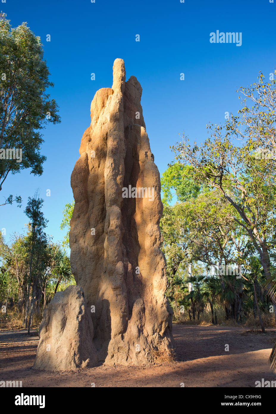 Immense termitière, Litchfield National Park, Territoire du Nord Banque D'Images