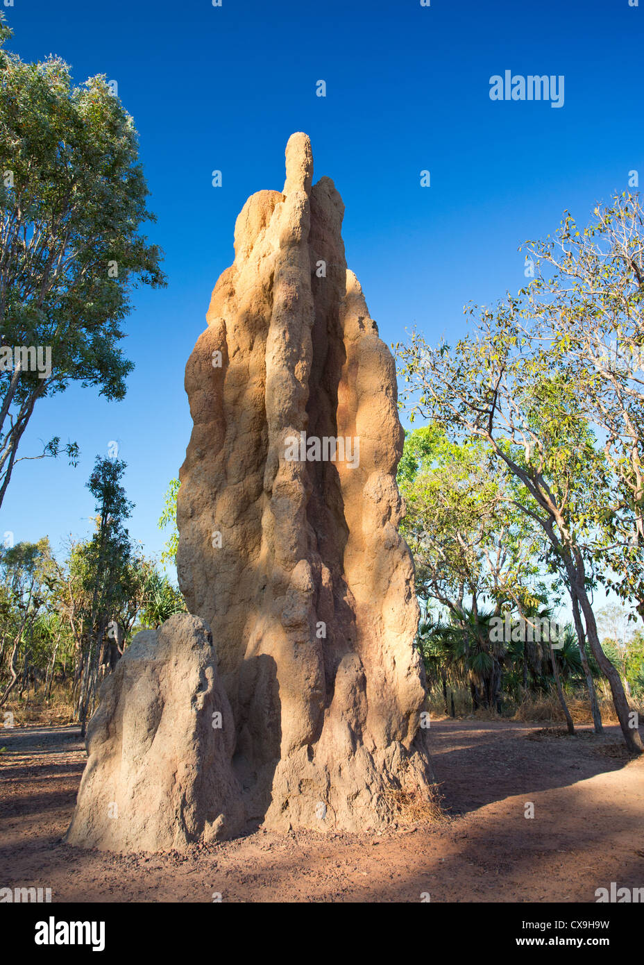 Immense termitière, Litchfield National Park, Territoire du Nord Banque D'Images