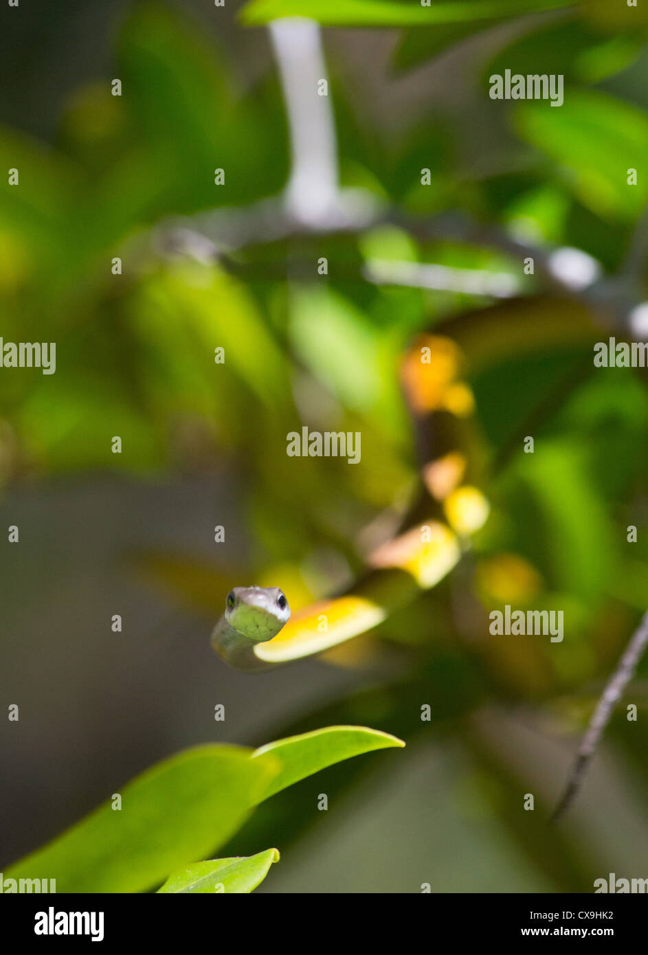 Golden Tree Snake, Dendrelaphis punctulata, Litchfield National Park, Territoire du Nord Banque D'Images