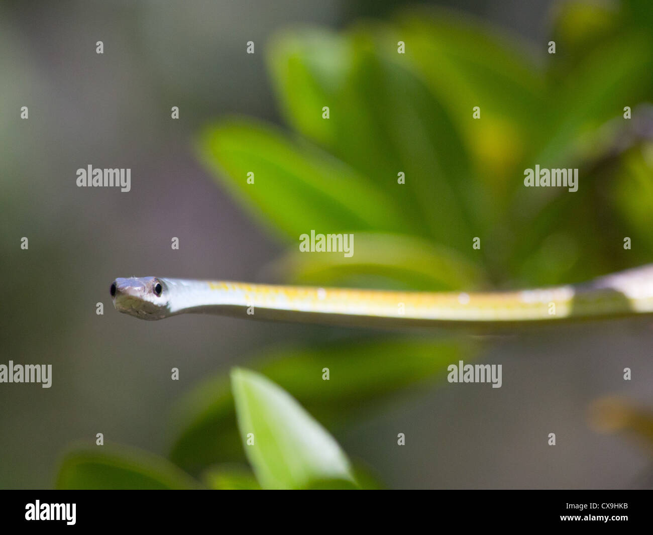 Golden Tree Snake, Dendrelaphis punctulata, Litchfield National Park, Territoire du Nord Banque D'Images