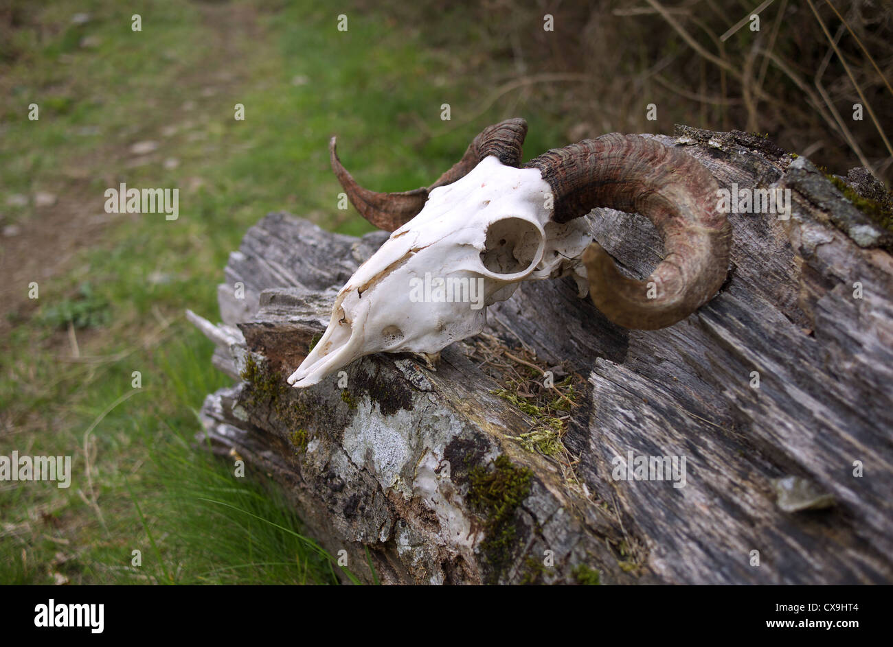 Un crâne de mouton aux côtés du Camino de Santiago près de Roncevaux en Espagne. Banque D'Images
