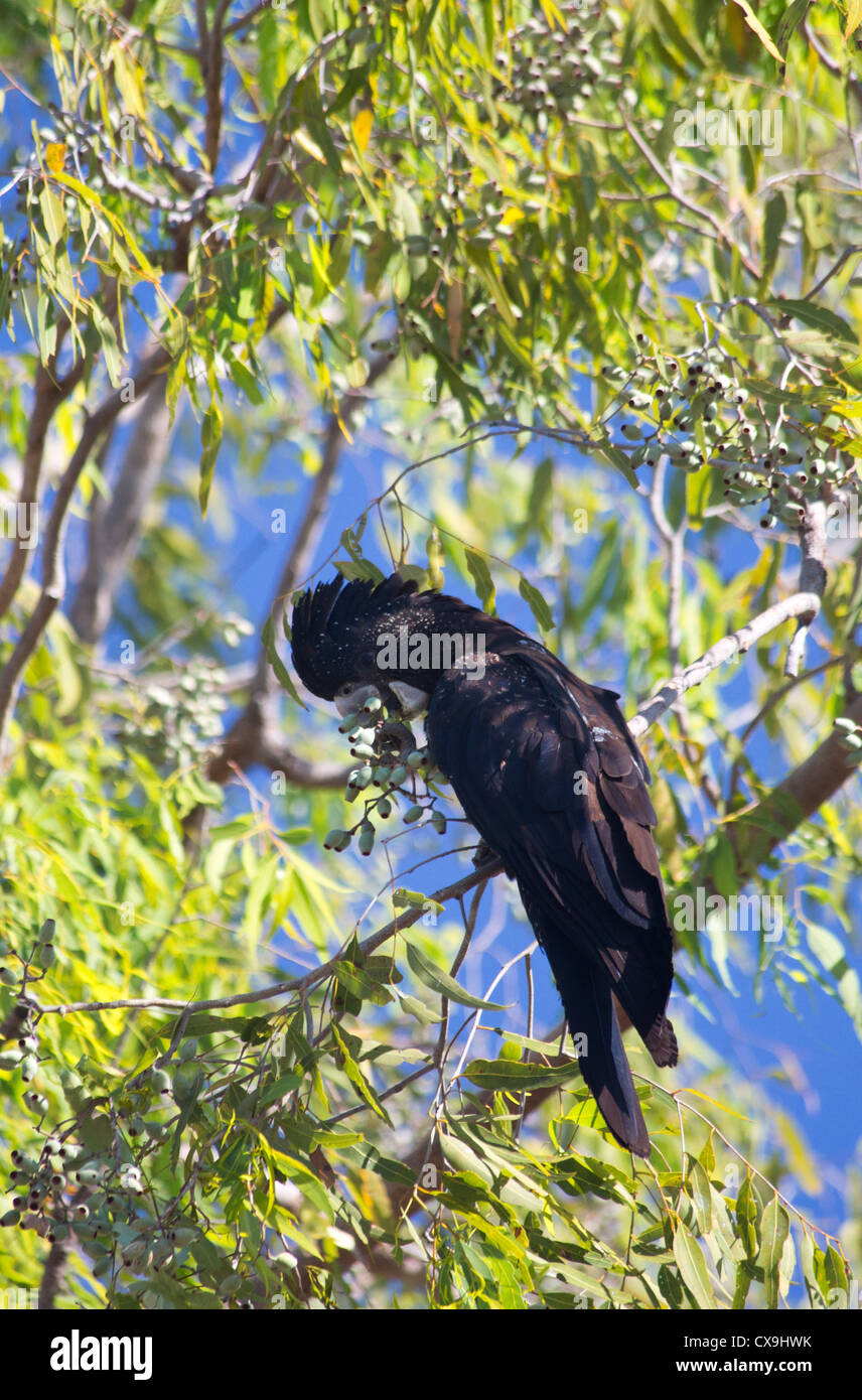 Cacatoès noir à queue rouge, Calyptorhynchus banksii, se nourrissant d'gumnuts, Kakadu National Park, Territoire du Nord, Australie Banque D'Images