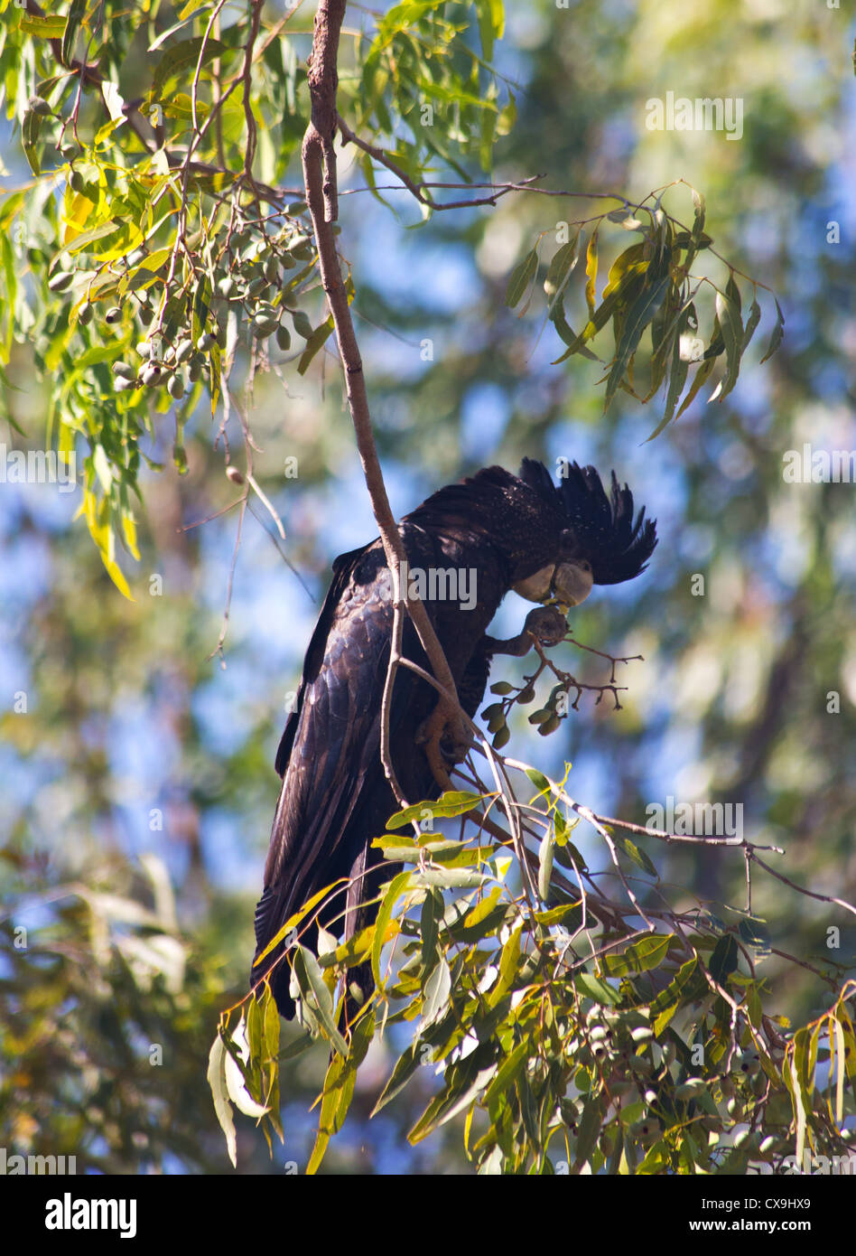 Cacatoès noir à queue rouge, Calyptorhynchus banksii, se nourrissant d'gumnuts, Kakadu National Park, Territoire du Nord, Australie Banque D'Images