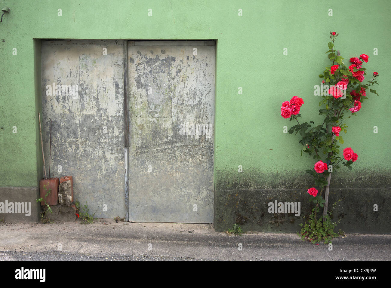 Une rose à l'extérieur d'une maison dans les régions rurales du Portugal. Banque D'Images