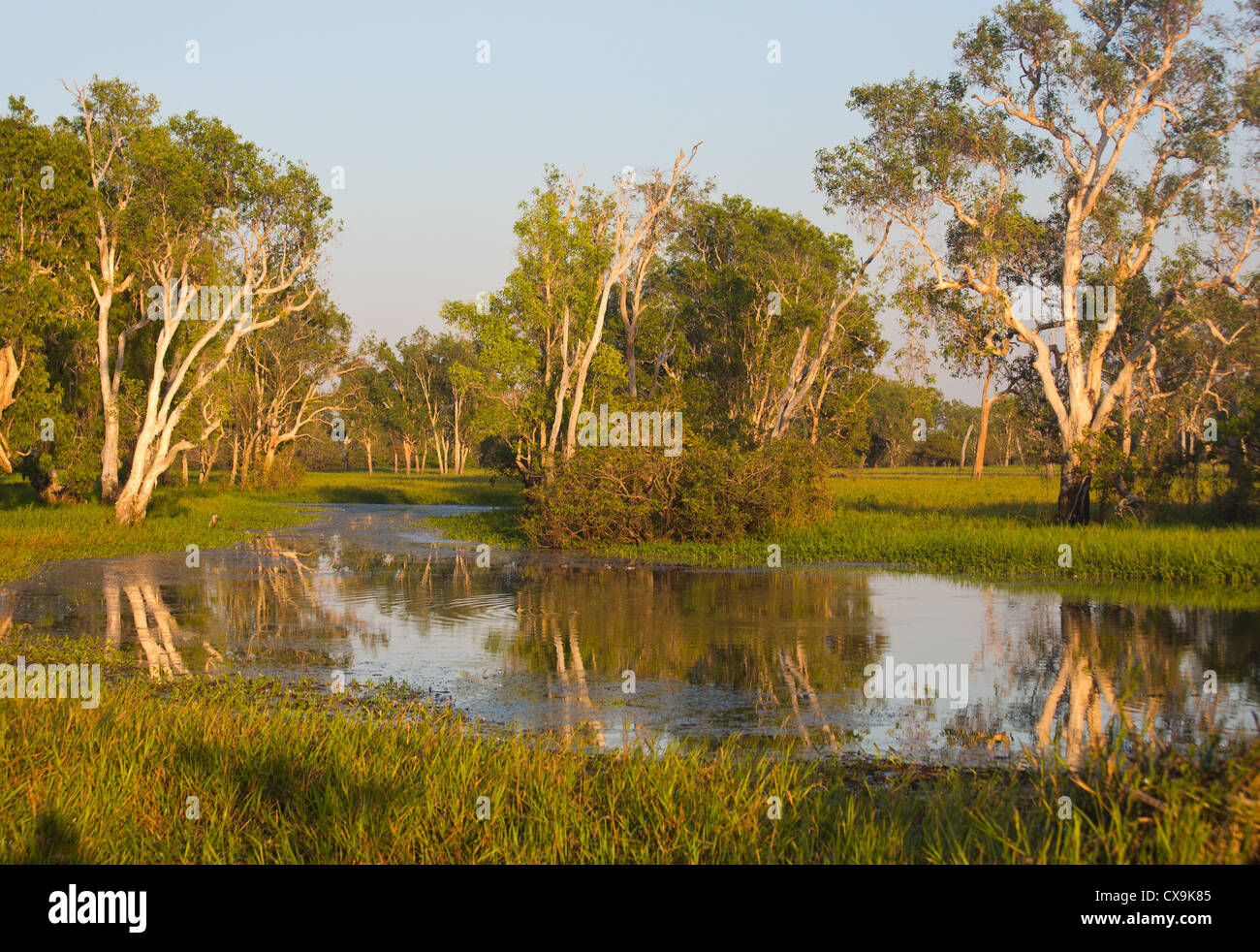 L'eau jaune et des terres humides de billabong, Kakadu National Park, Territoire du Nord Banque D'Images