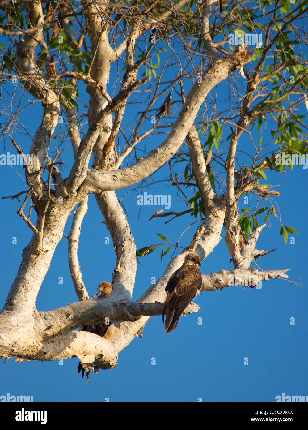 Haliastur sphenurus sifflement, cerf-volant, assis dans un arbre, le Kakadu National Park, Territoire du Nord, Australie Banque D'Images