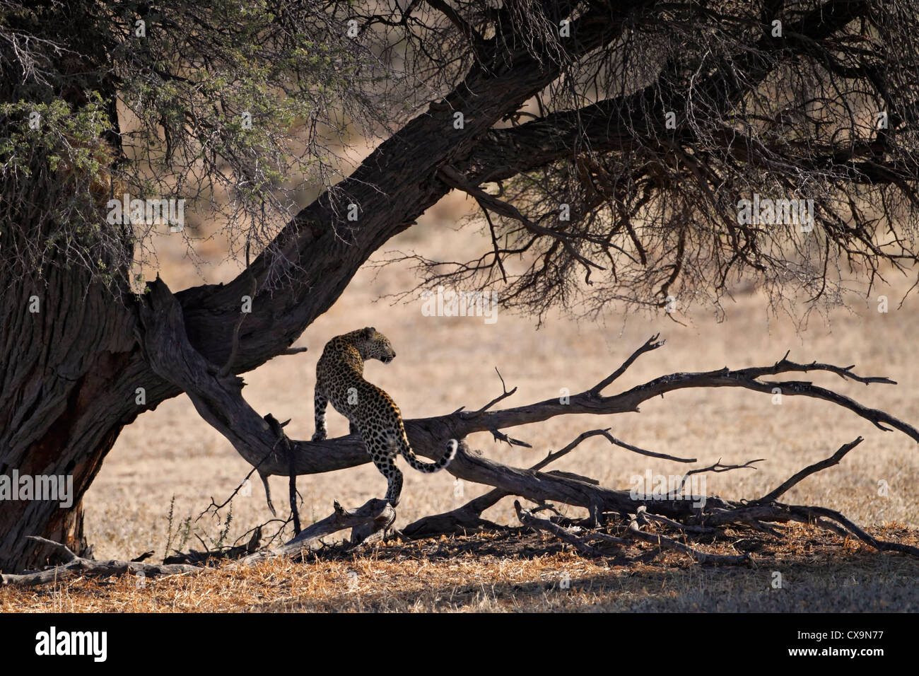 Léopard Kalahari , Parc transfrontalier de Kgalagadi, République d'Afrique du Sud, Botsuana, Parc de la paix Banque D'Images
