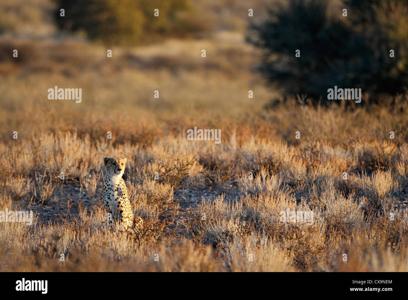Guépard, le guépard, Acinonyx jubatus, Kgalagadi Transfrontier Park, Afrique du Sud, Botsuana Banque D'Images