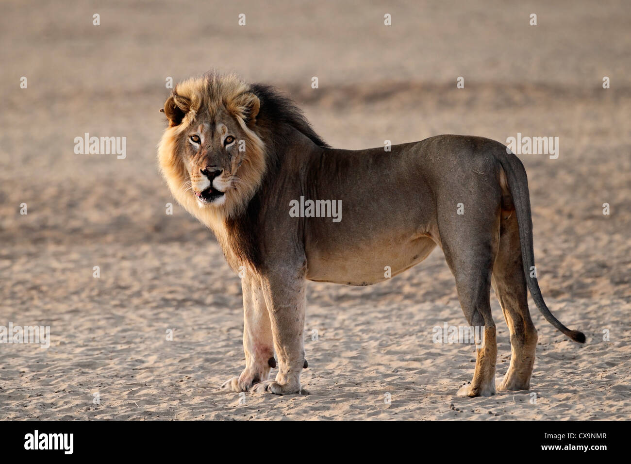 Loewe lion Panthera leo Banque D'Images