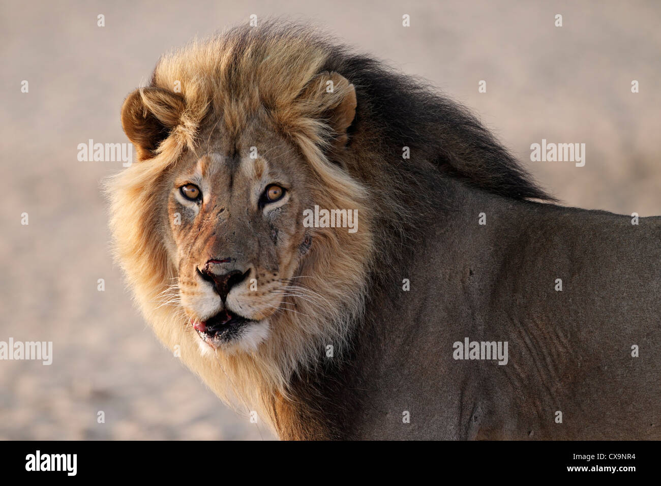 Loewe lion Panthera leo Banque D'Images