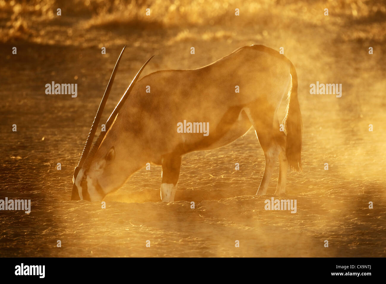 Antilope gemsbok (Oryx gazella) , désert du Kalahari, Afrique du Sud Banque D'Images