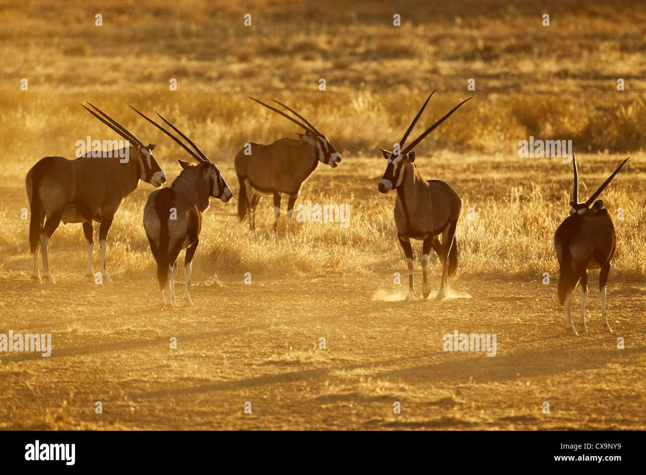 Les antilopes gemsbok (Oryx gazella) , désert du Kalahari, Afrique du Sud Banque D'Images