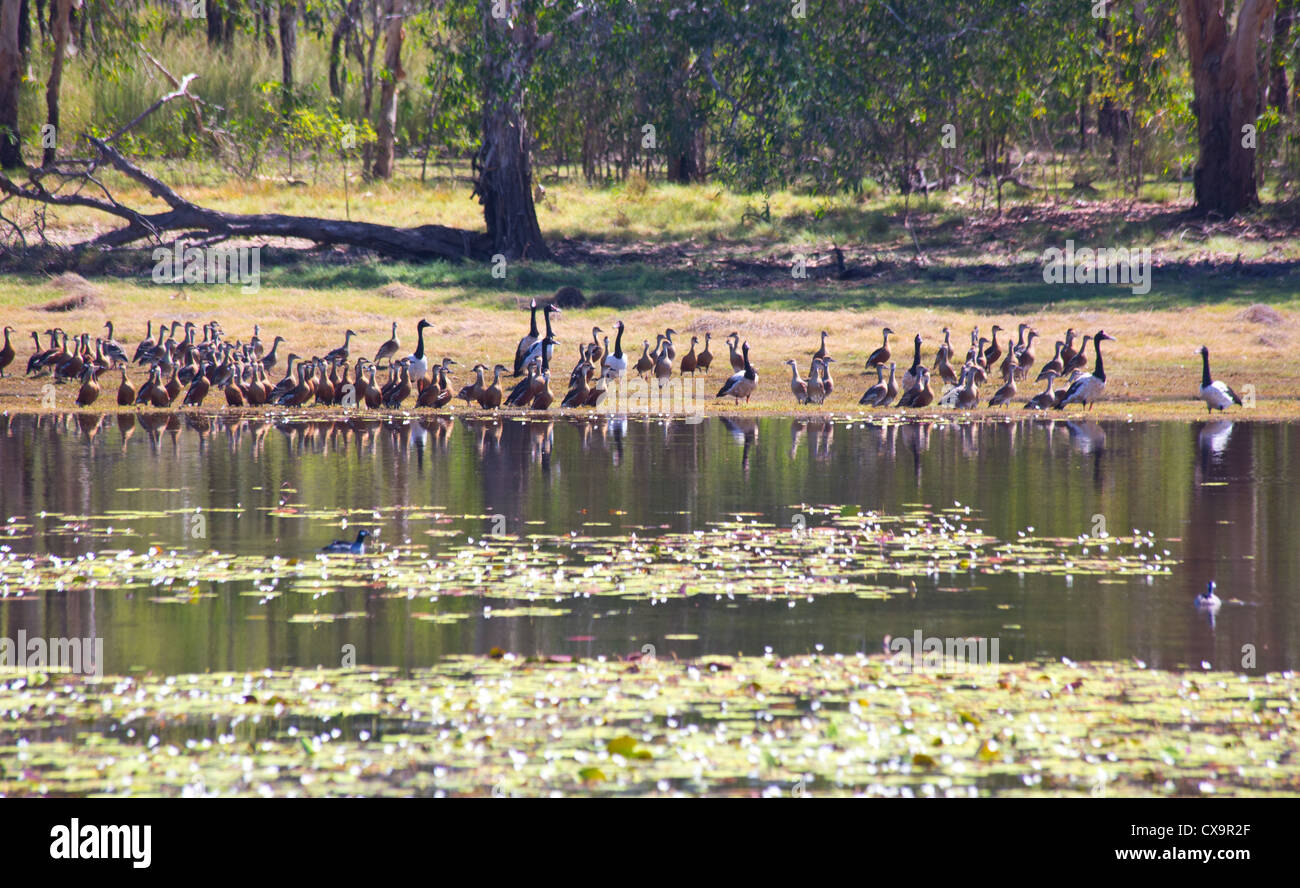 Birdlife à Anbangbang Billabong, Kakadu National Park, Territoire du Nord Banque D'Images