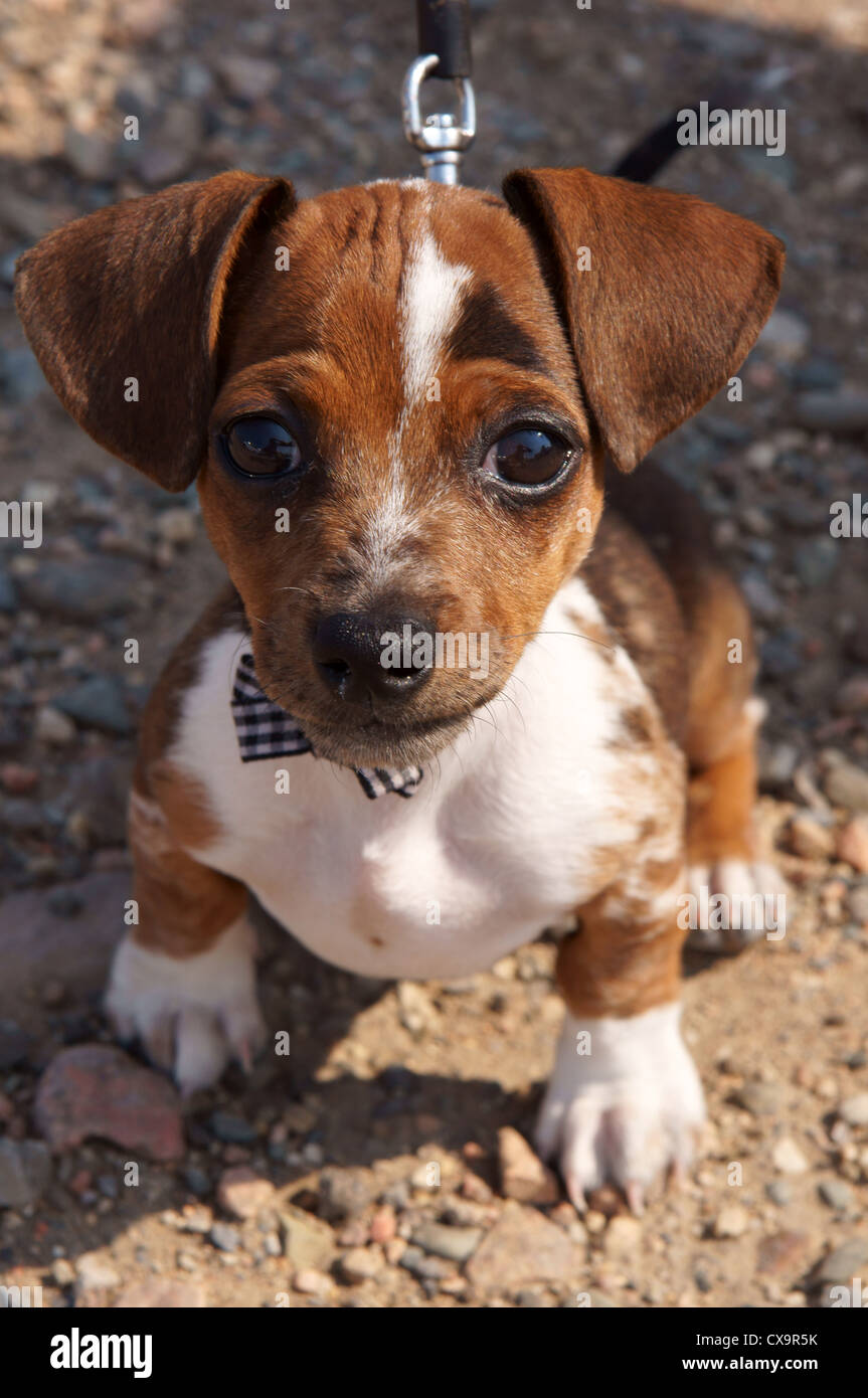 Chihuahua dachshund Banque de photographies et d'images à haute résolution  - Alamy