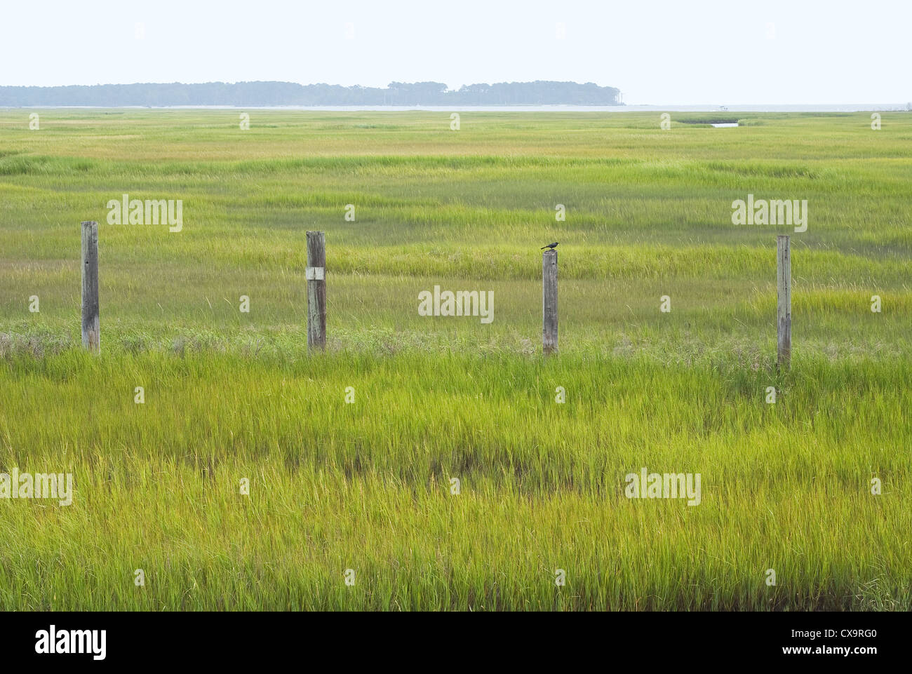 La conservation des terres humides du Virginia National Seashore Banque D'Images