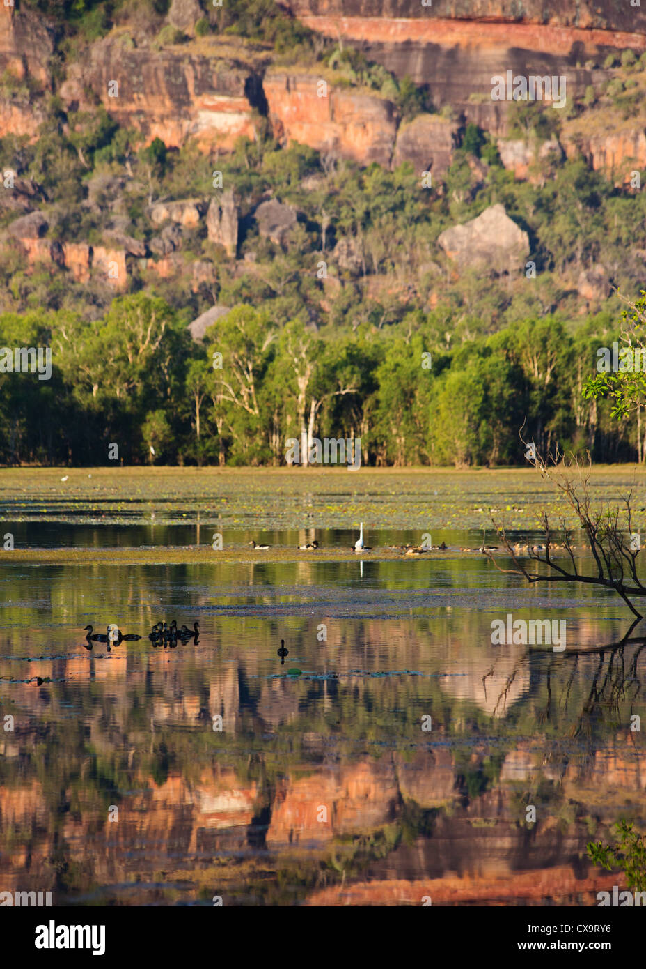 Birdlife à Anbangbang Billabong, Kakadu National Park, Territoire du Nord Banque D'Images