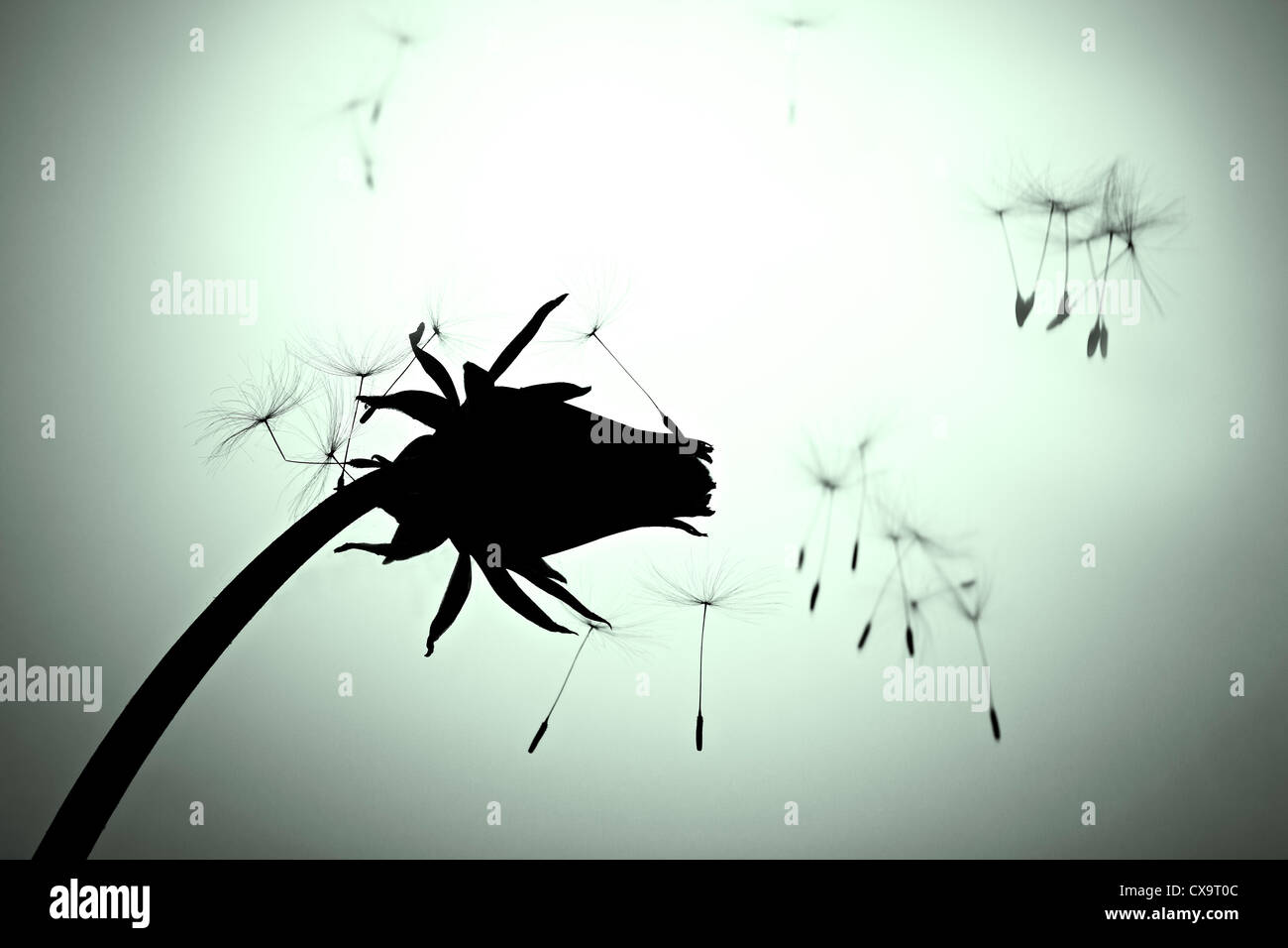 Dispersion des graines de pissenlit Taraxacum Silhouette Banque D'Images