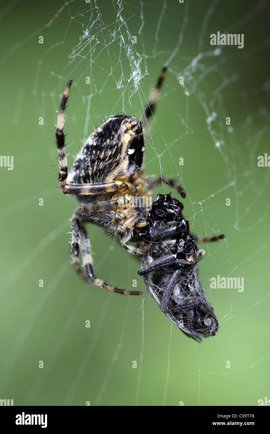 Jardin Araignée Araneus diadematus avec les proies Banque D'Images