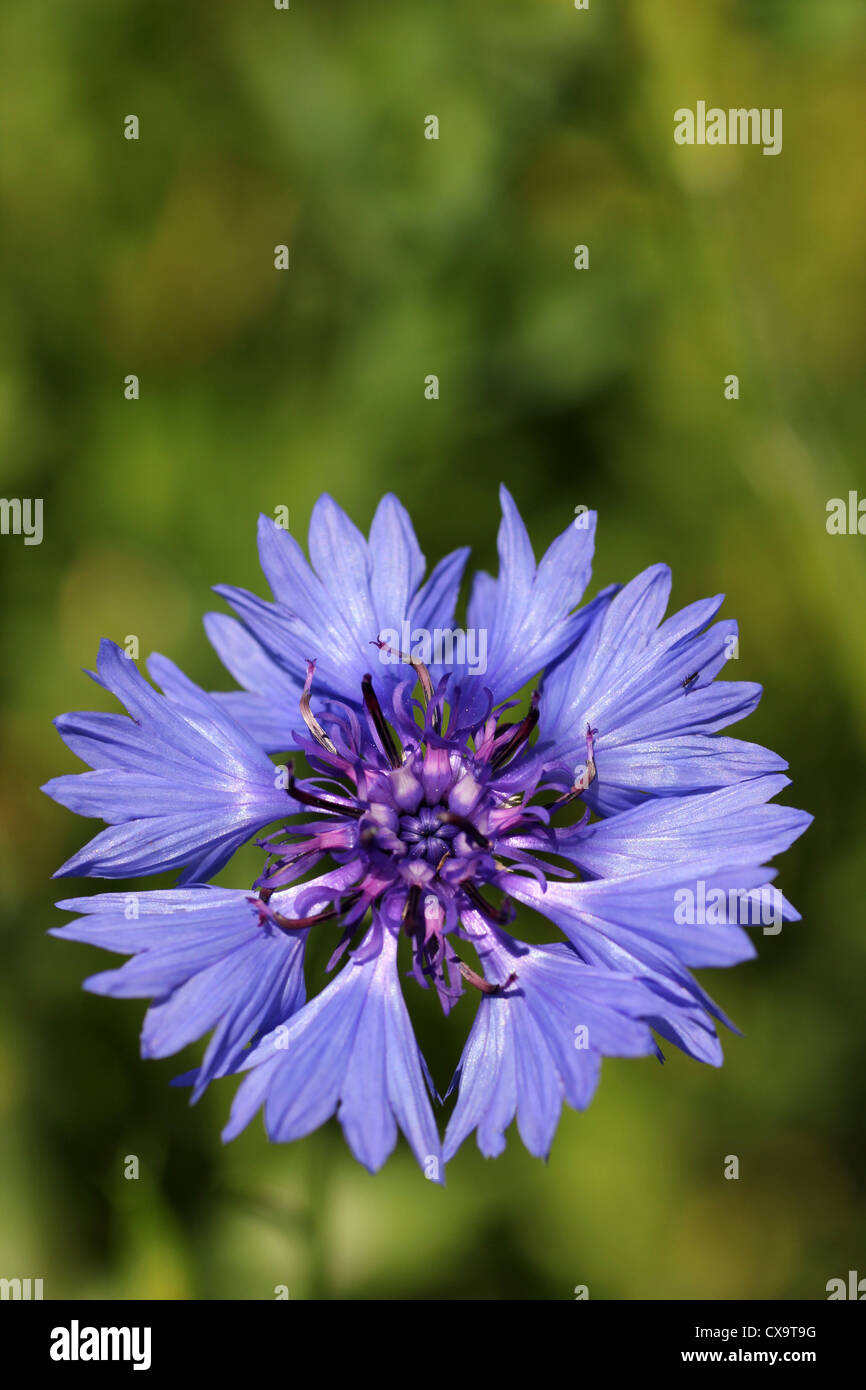 Centaurea cyanus bleuet Banque D'Images
