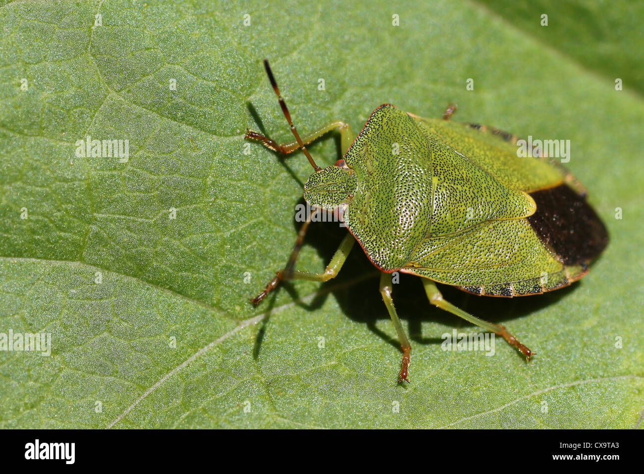Hot Green Shield Bug Palomena prasina Banque D'Images